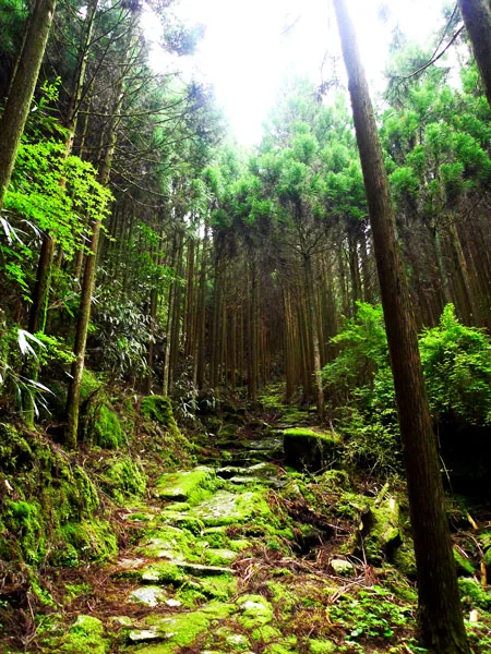 greentrail.jpg