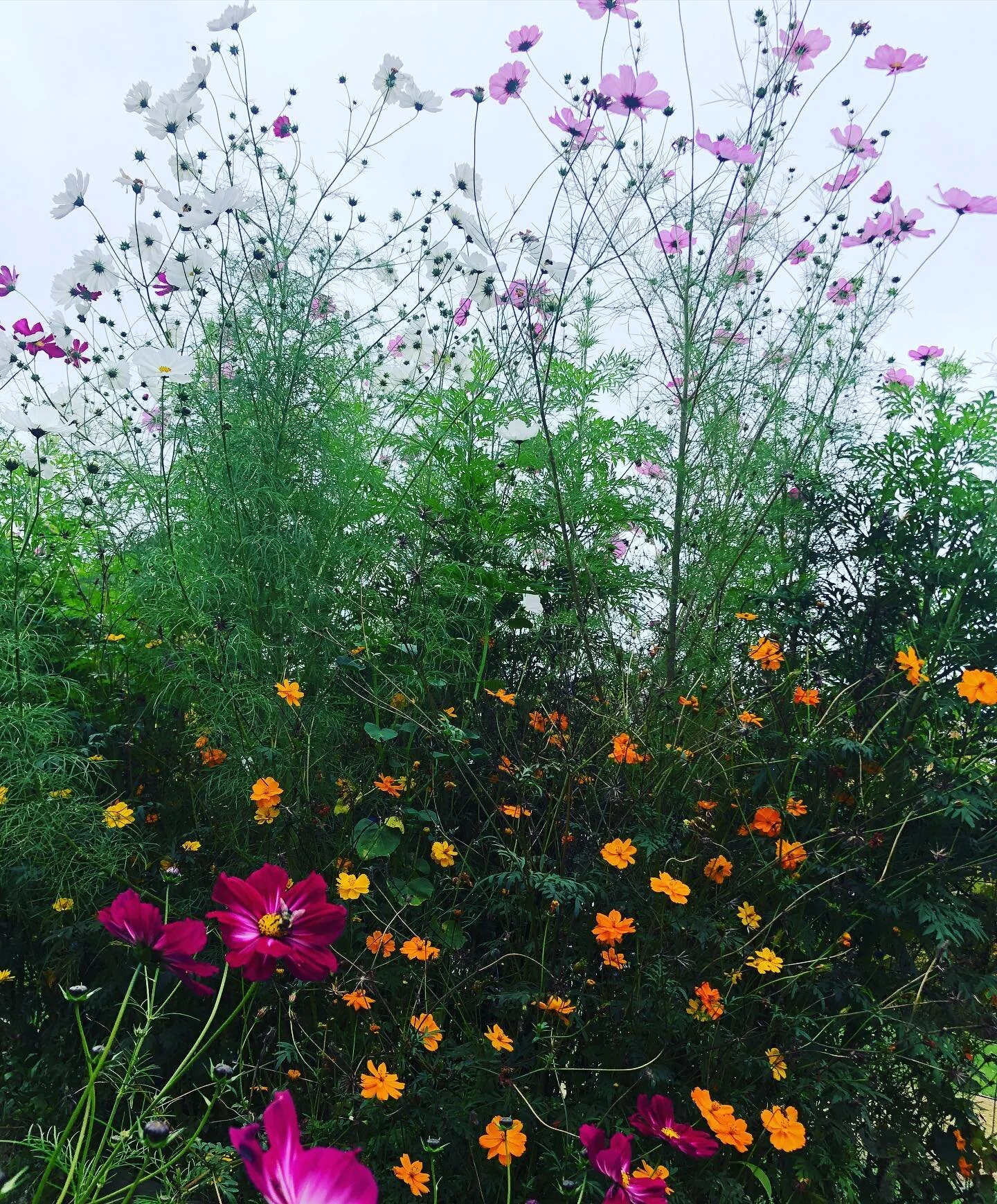 If you plant it, they will come&hellip;.�9�3 #sagehealthandwellness #lovebees�7�8�1�5 #beegarden #flowerfieldofdreams