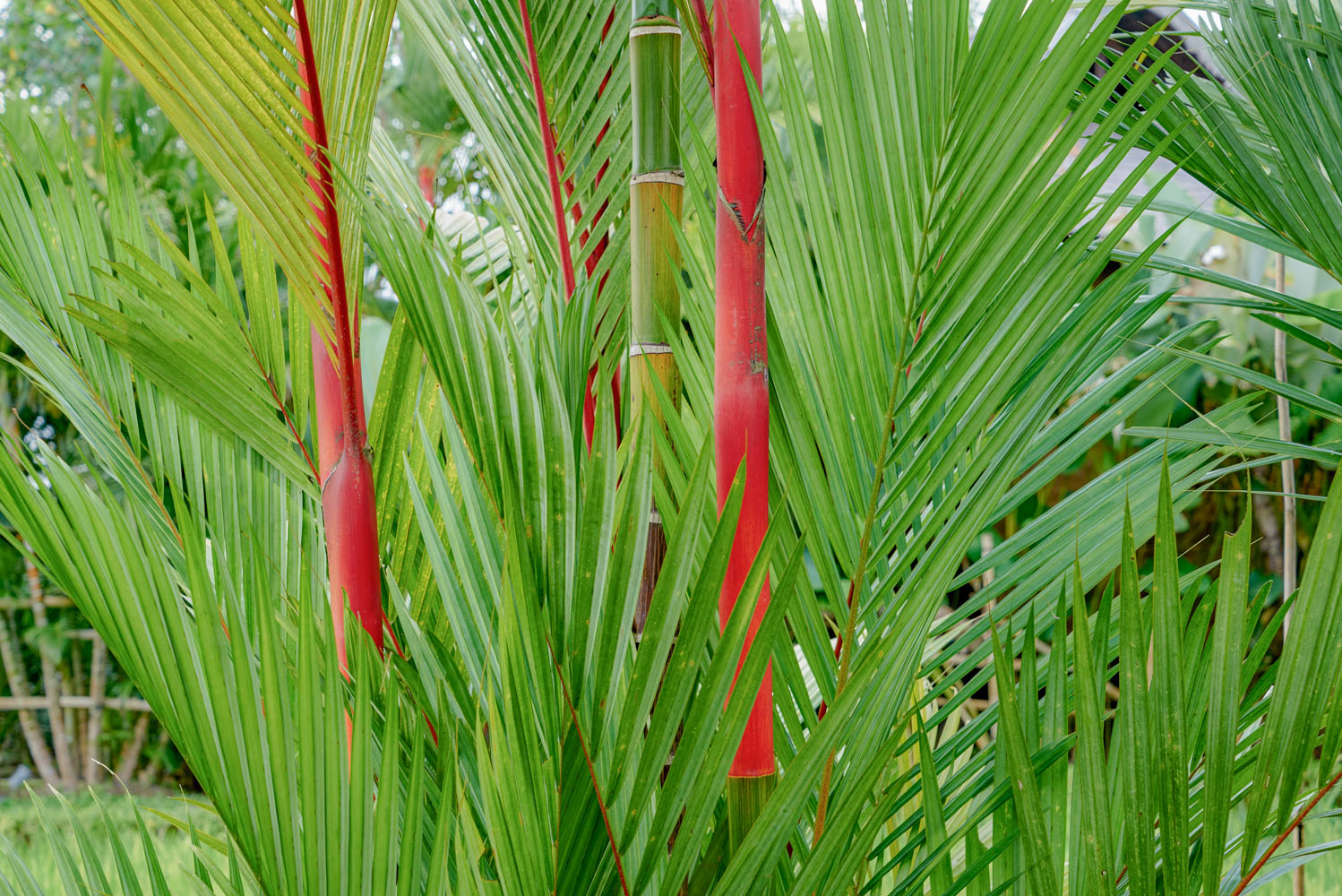 red palm ahhh !