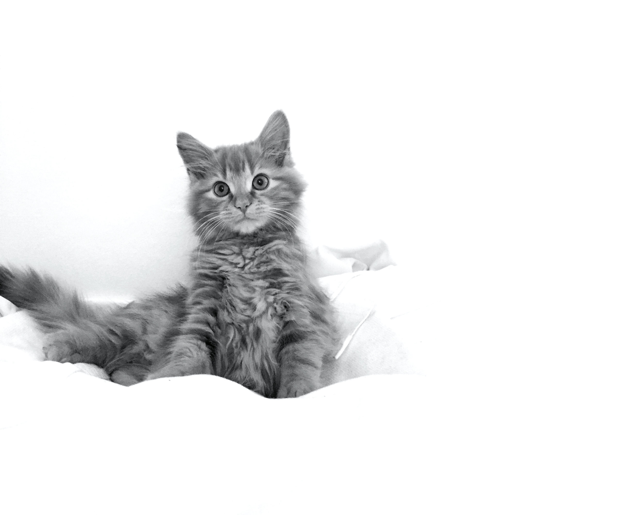 main cat web.jpg