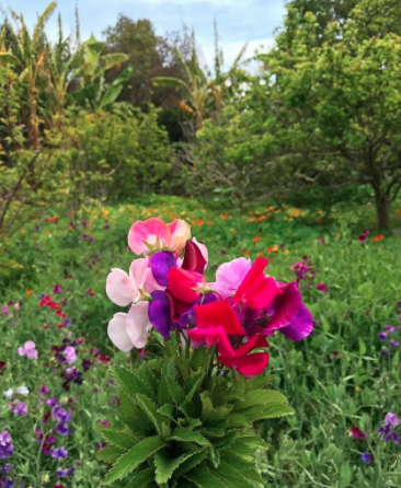 Screen Shot 2017-11-13 at 12.49.48 PM.png