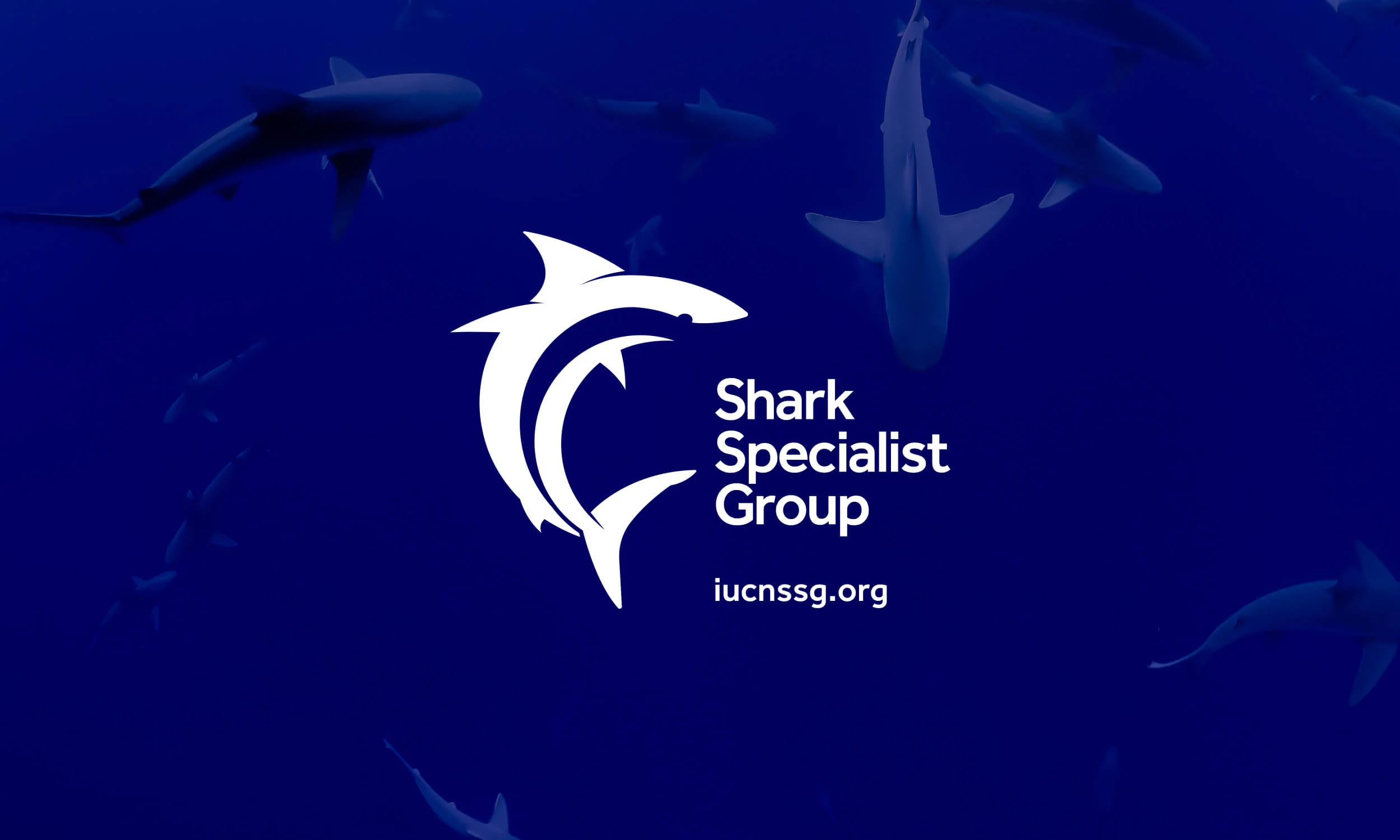 Sharklogo-logo-01.jpg