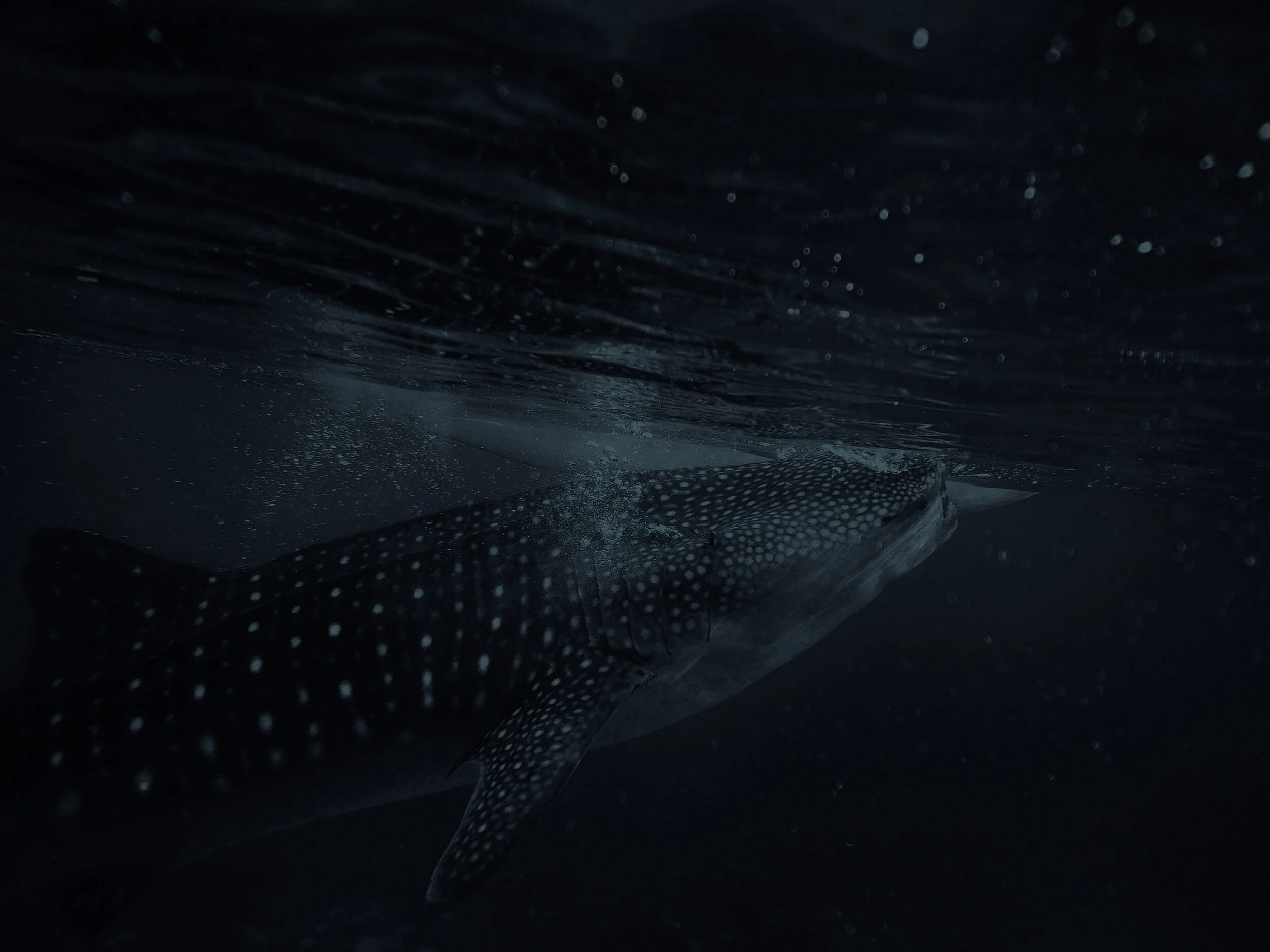 shark-thumbnail-02.jpg