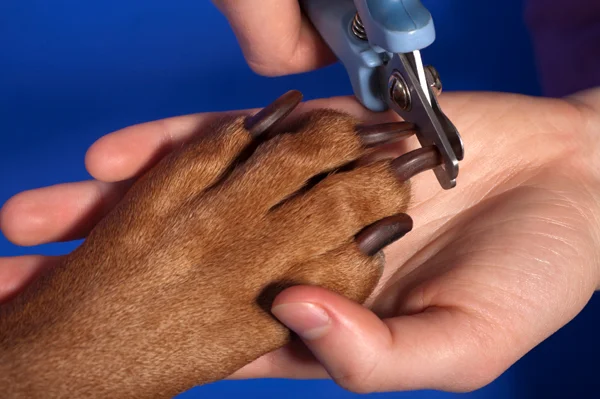 Importance Of Nail Trimming