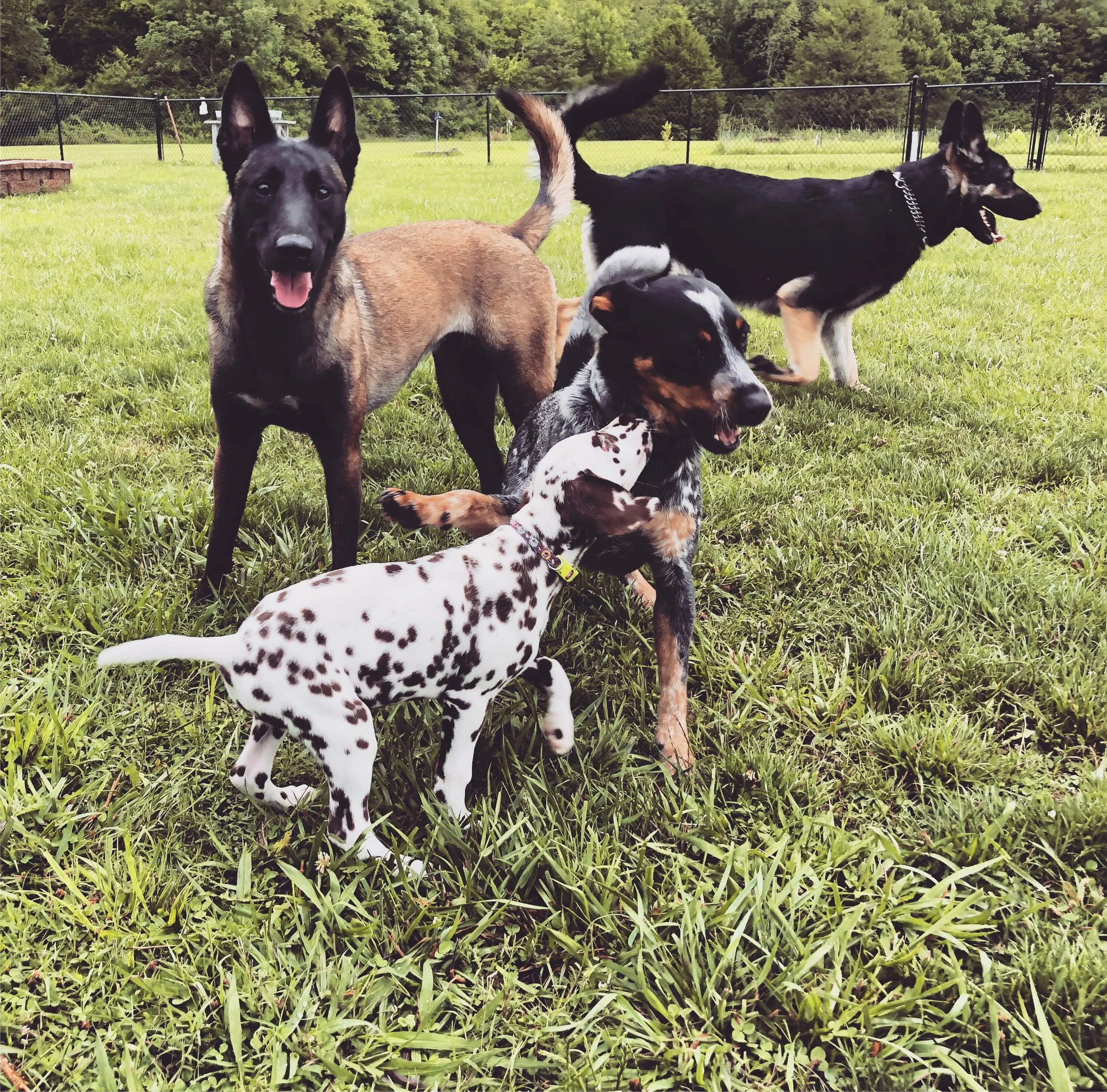 Say No To Dog Parks......