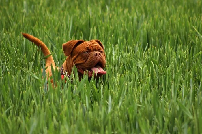 Pet Safe, Homemade Weed Killer!