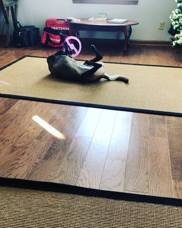 Denver loves her frisbee but isn’t sure how to play with it 😂 #malinois #belgianmalinoisofinstagram #belgianmalinois #malinoispuppy #dogsofnashville #dogsoftennessee #nashvilledogs #puppy #brentwoodtn #franklintn #springhilltn #columbiatn #cha