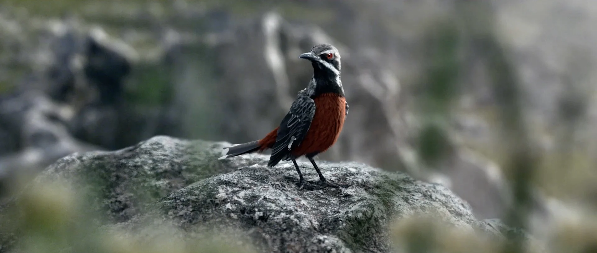 Toyota Prado - Bird - 16.jpeg