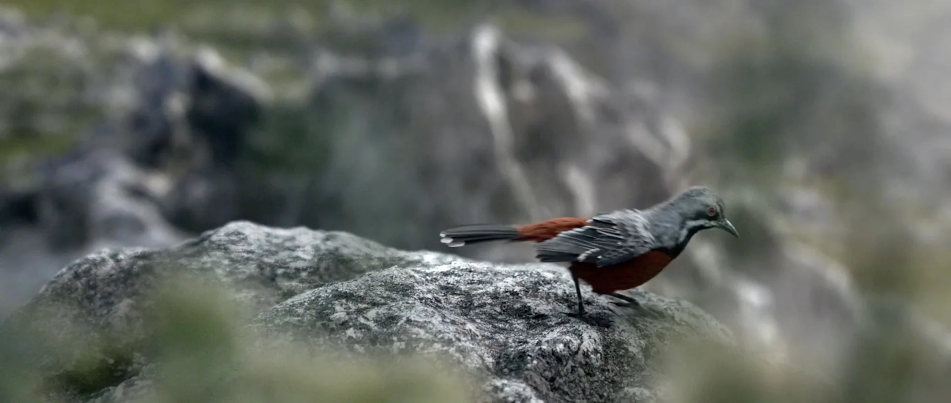 Toyota Prado - Bird - 20.jpeg