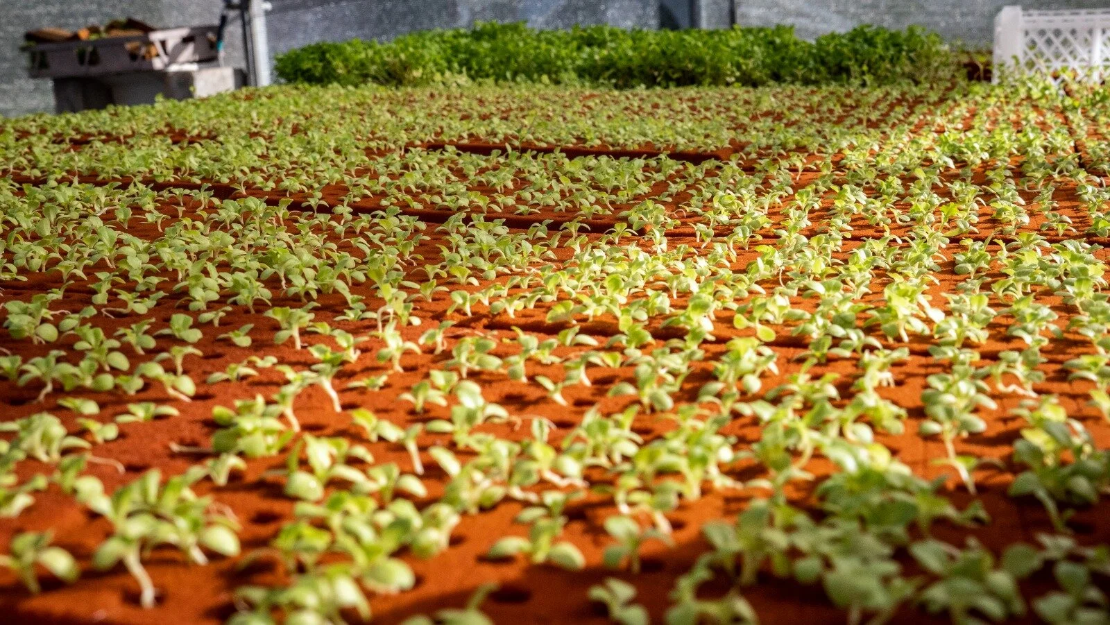 WhatsApp Image 2020-02-11 at 6.13.49 PM.jpeg