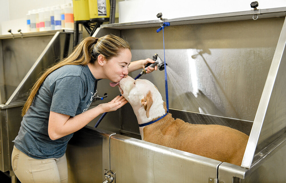 Dog Daycare Franchise vs. Dog Grooming Franchise: Which is Best? — Dog  Washing & Grooming Franchise | Scenthound Dog Franchise