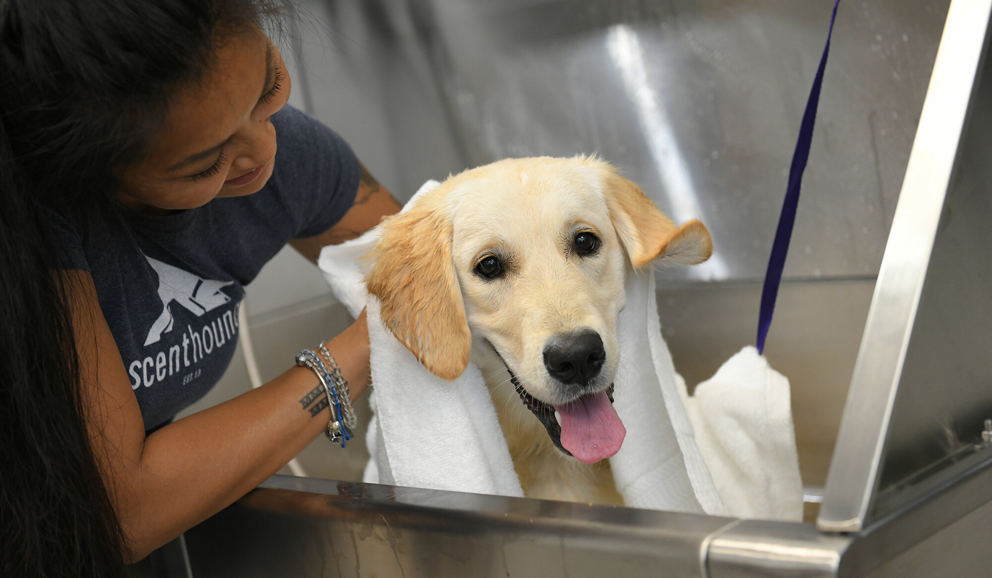 Dog Washing & Grooming Franchise | Scenthound Dog Franchise