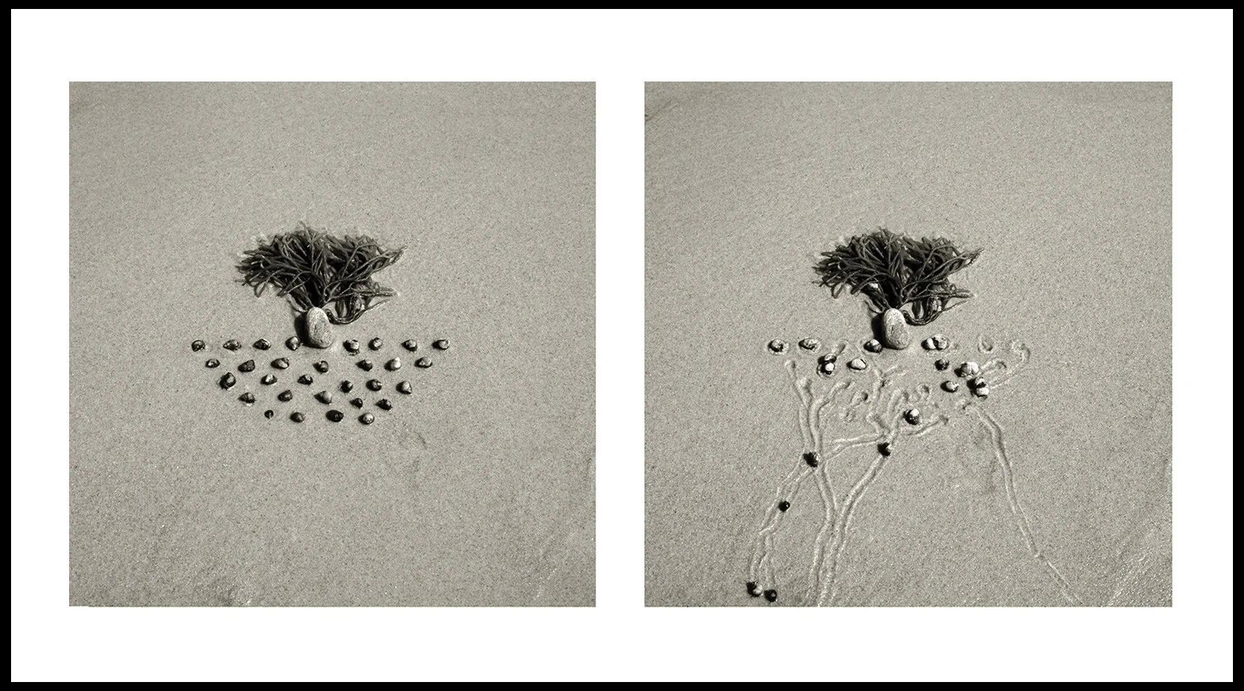  Daniel Ranalli  17 min. Snail Drawing w/Kelp  Photographic Diptych, Archival Pigment Print on Rag Paper  20 x 30 in  2019 