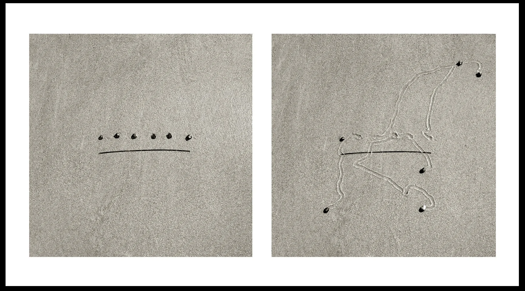  Daniel Ranalli  Snail Drawing: Six w/ Eel Grass  Photographic Diptych, Archival Pigment Print on Rag Paper  20 x 30 in  2013 