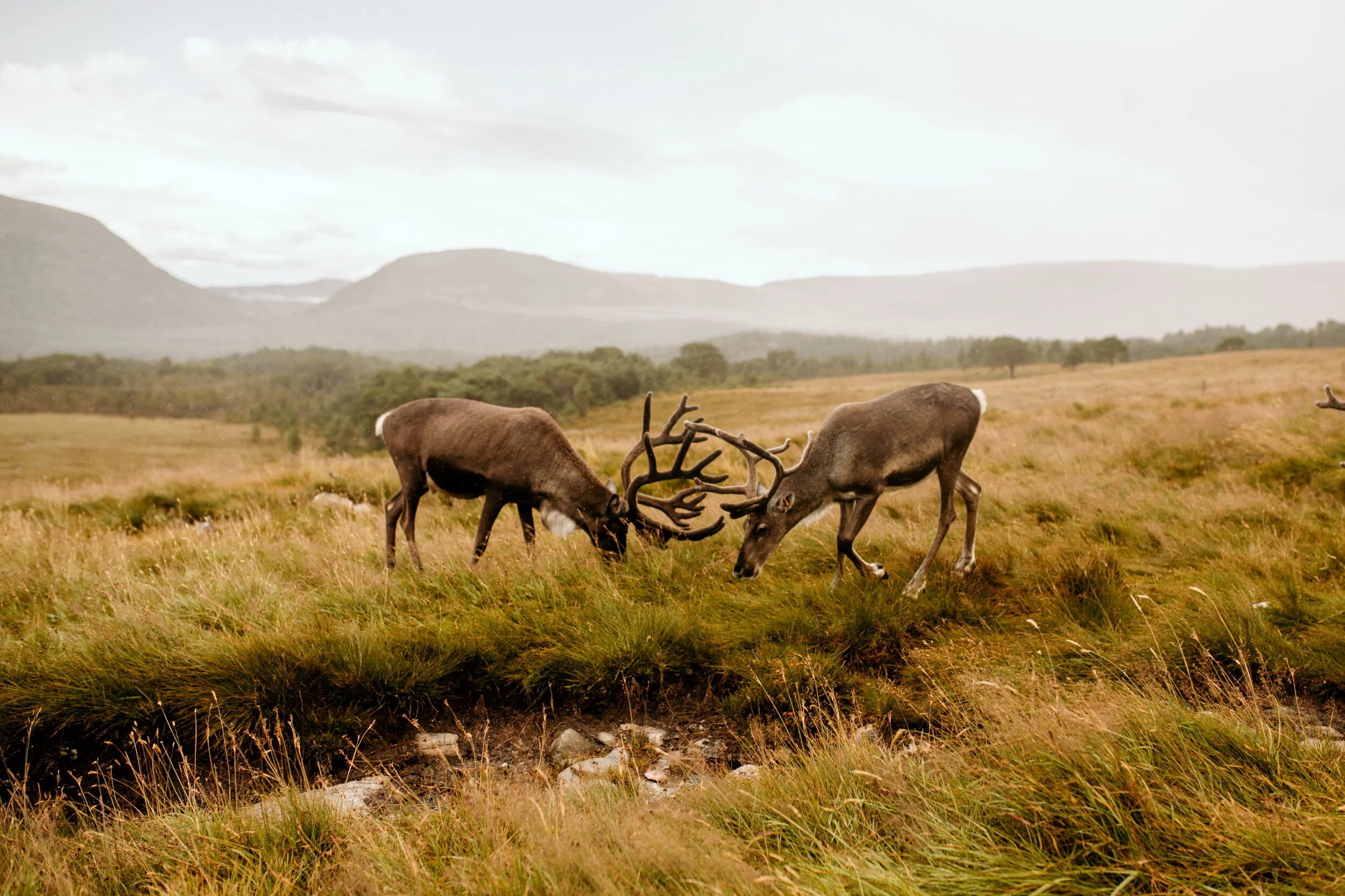 The Ultimate Road Trip Around Scotland