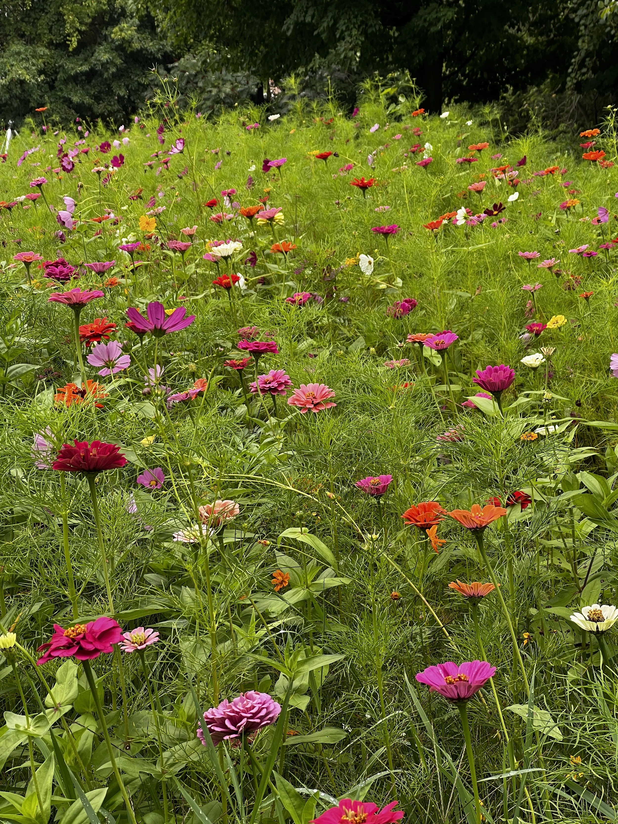 West-Grand-Rapids-Michigan-Flower-Field-Photography-Rental