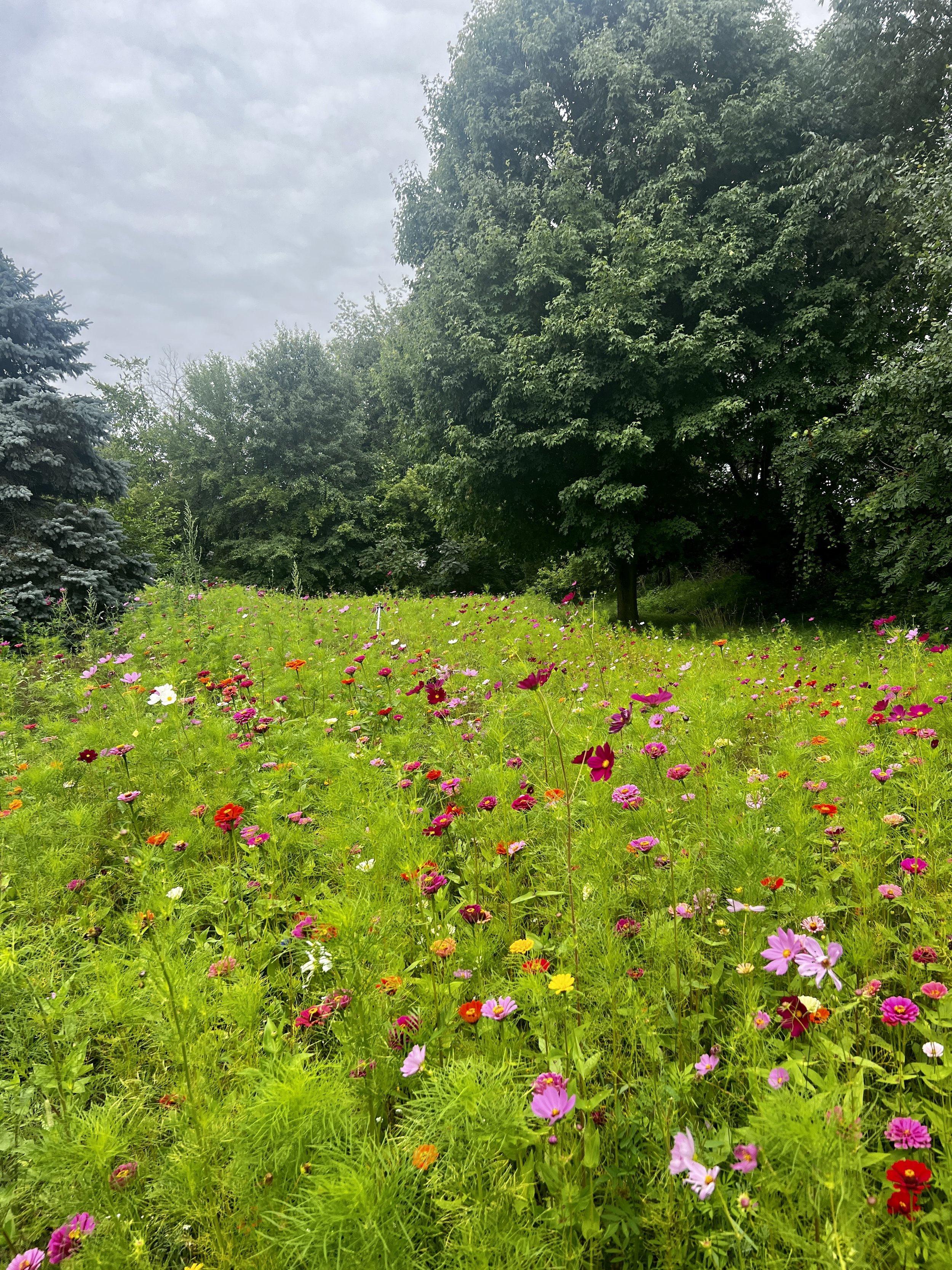 West-Grand-Rapids-Michigan-Flower-Field-Photography-Rental