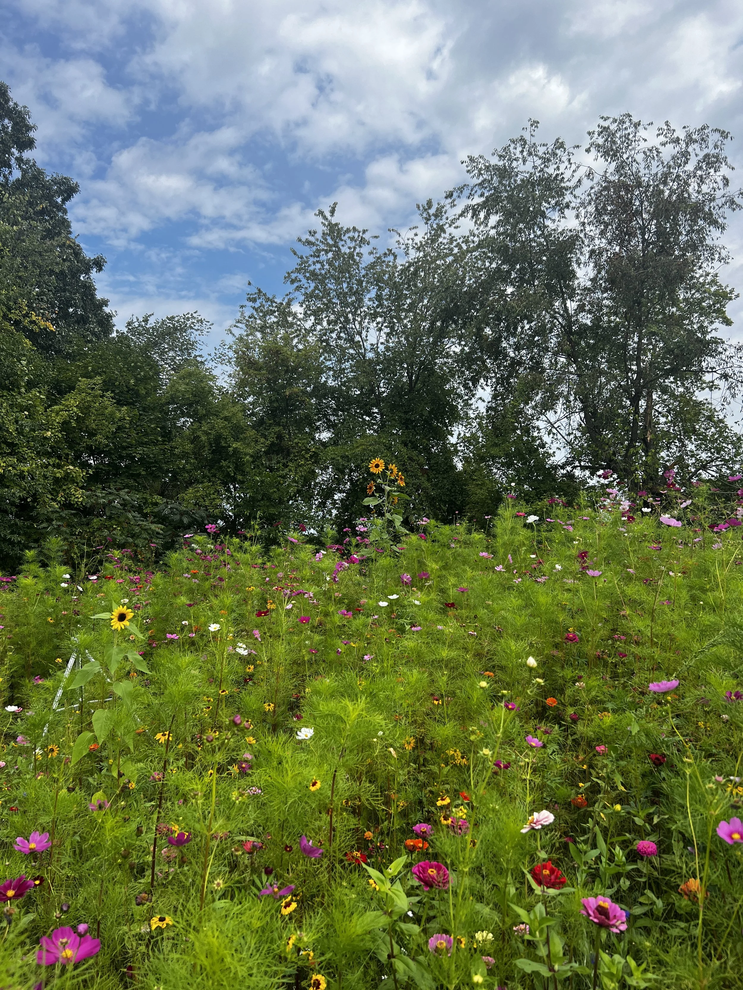 West-Grand-Rapids-Michigan-Flower-Field-Photography-Rental