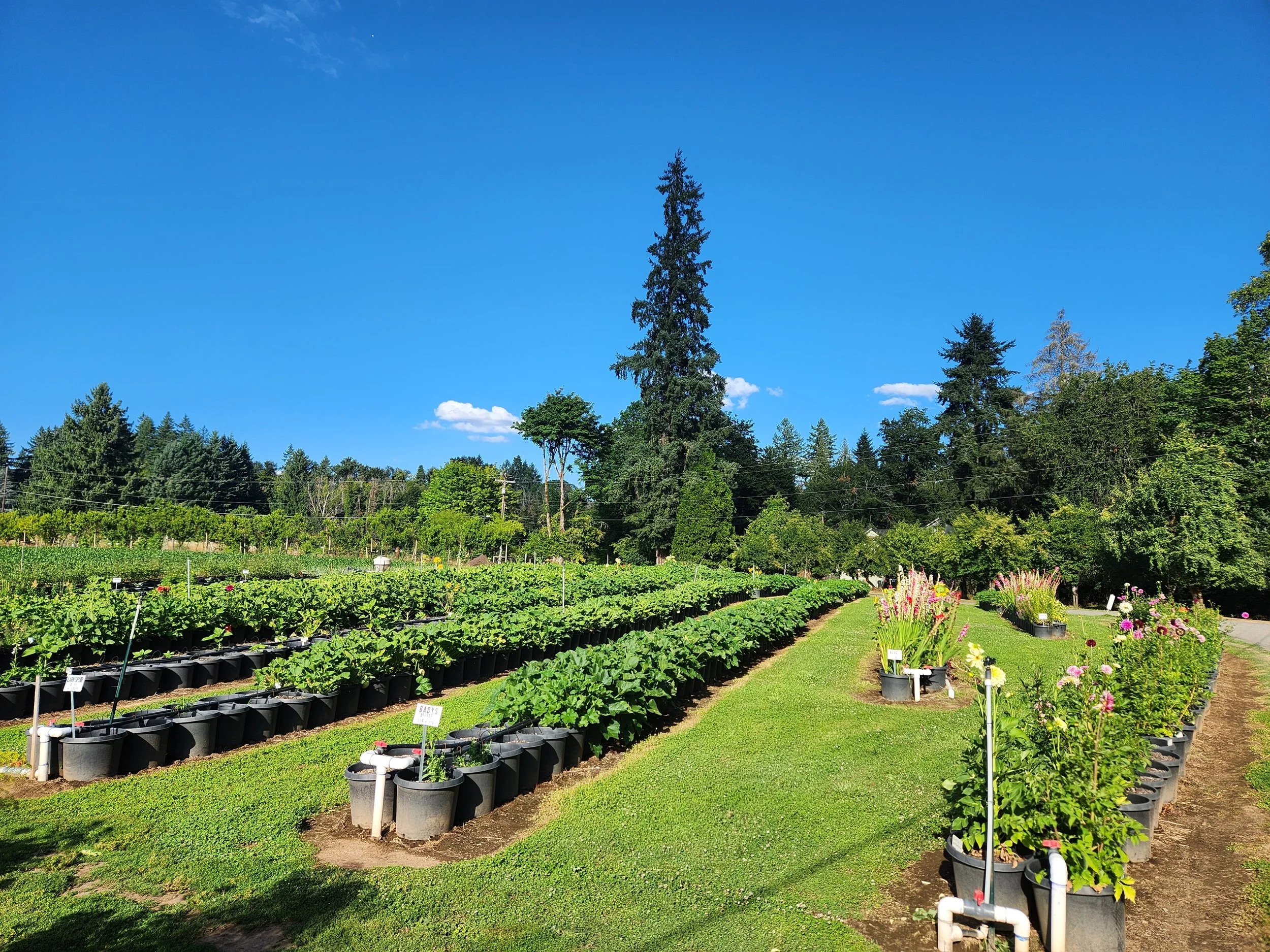 What s In Season Fiala Farms what-s-in-season-fiala-farms