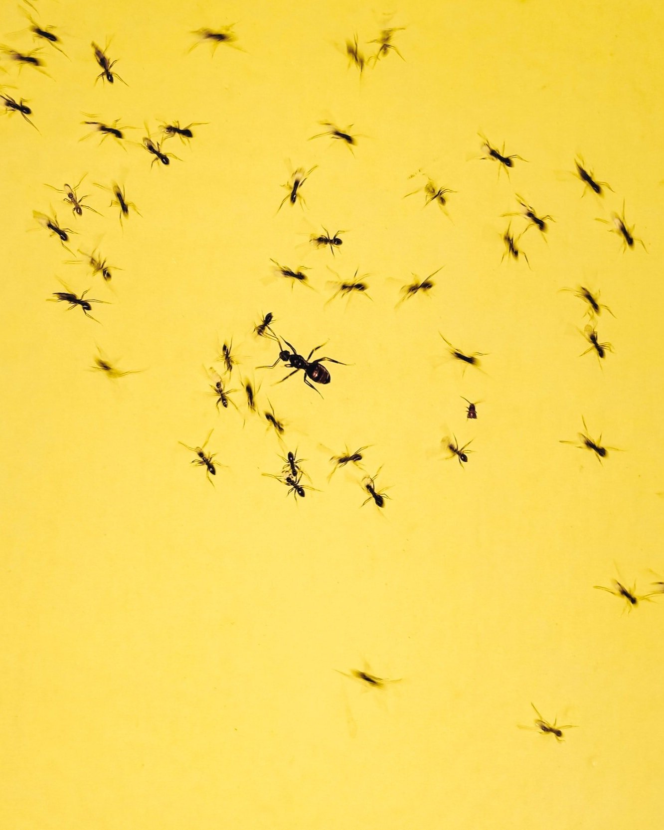 Safely rid your home of pests without chemicals and pesticides | Green