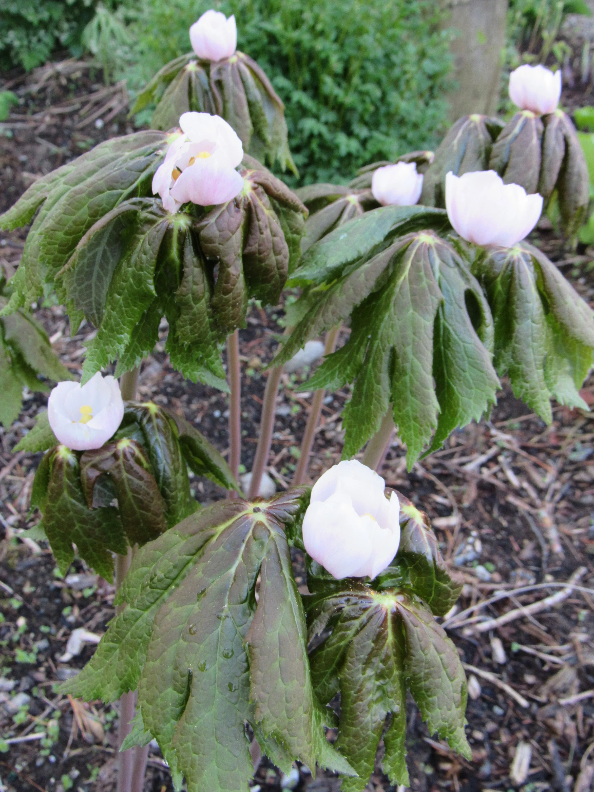 One of Fernwood Nursery’s woodland flowers, the Asian mayapple, emerges in early spring. PHOTO: Fernwood Nursery