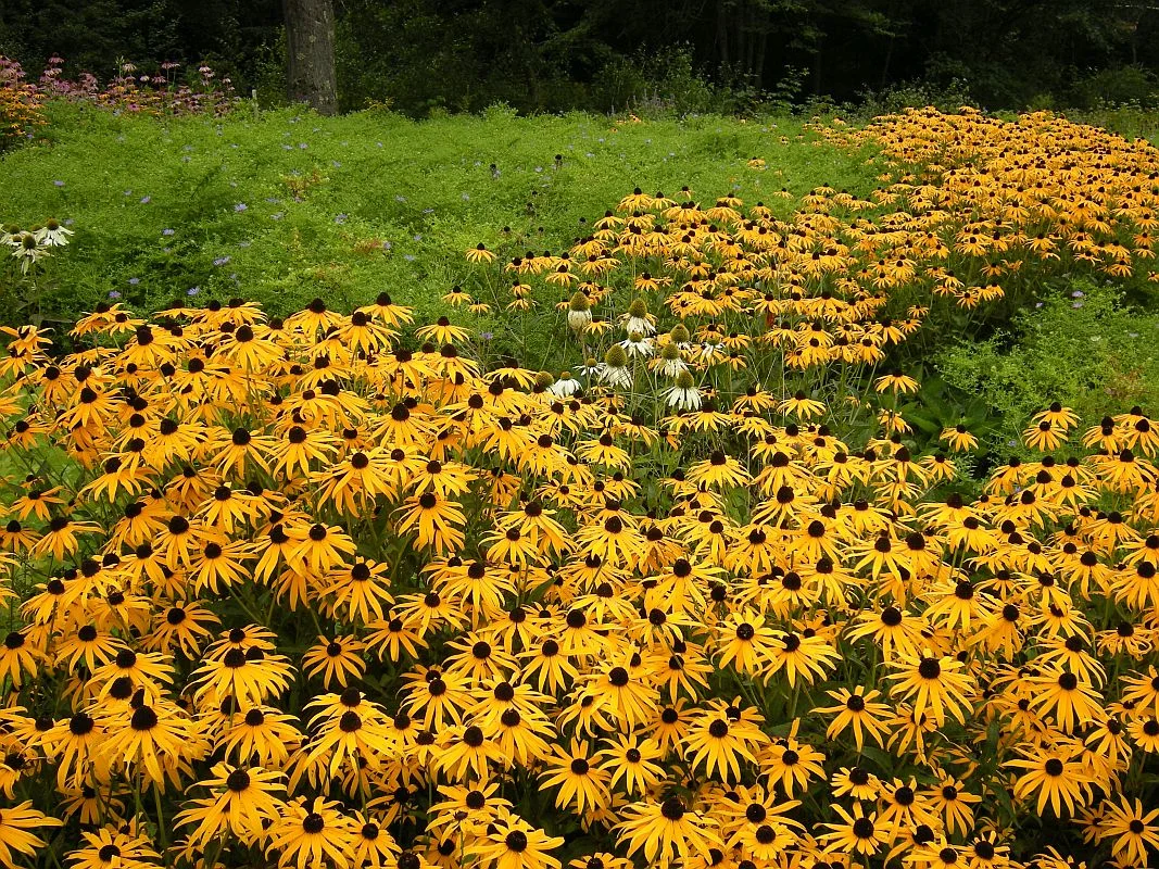 A pollinator meadow planted in drifts of native black-eyed Susans, coneflowers (“White Swan” and “Magnus”) and asters (“October Skies”), in South Berwick, Maine. PHOTO: Green Art