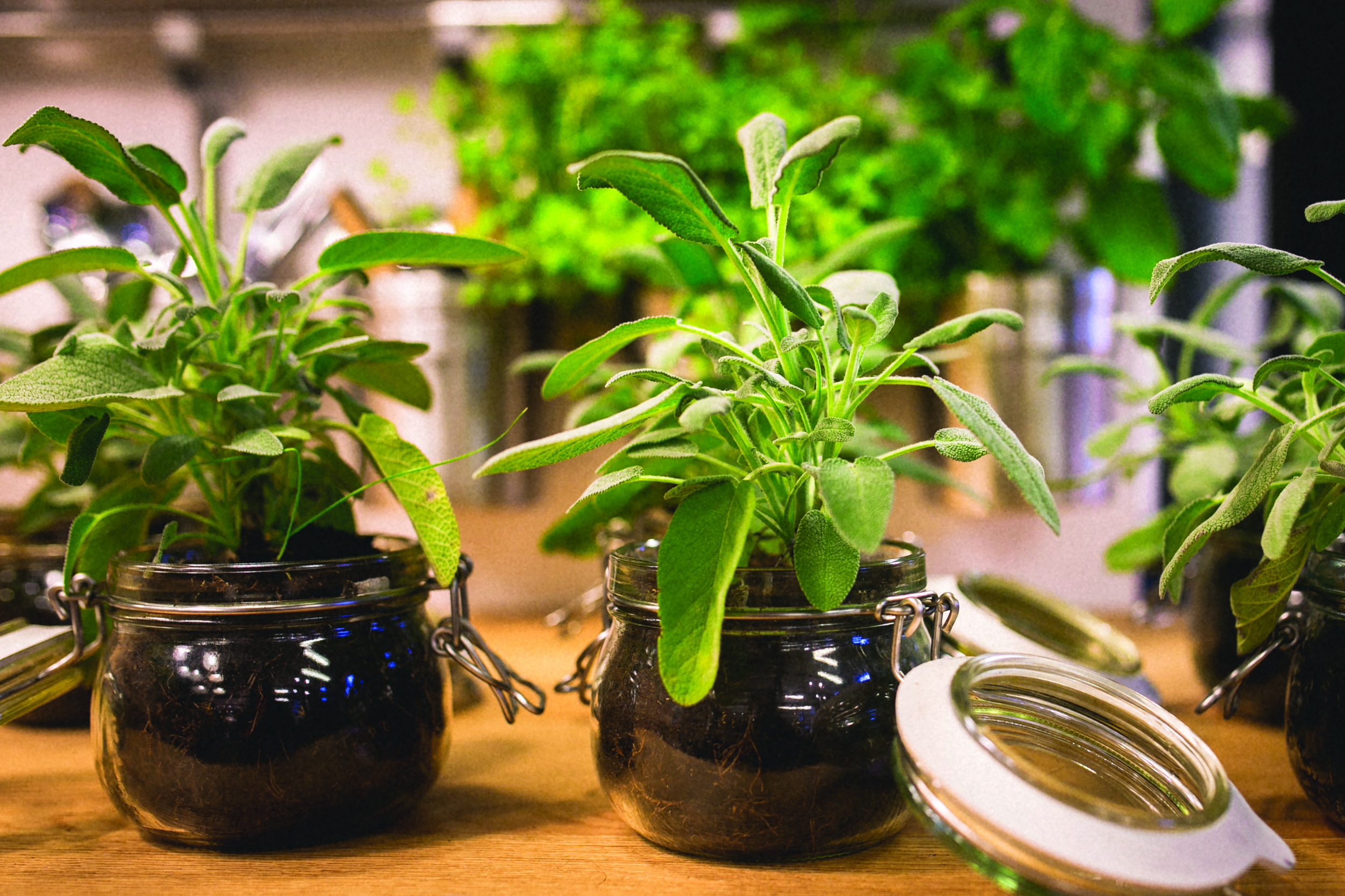 Note these tips before using ceramic pots in your indoor garden, Lifestyle  Decor