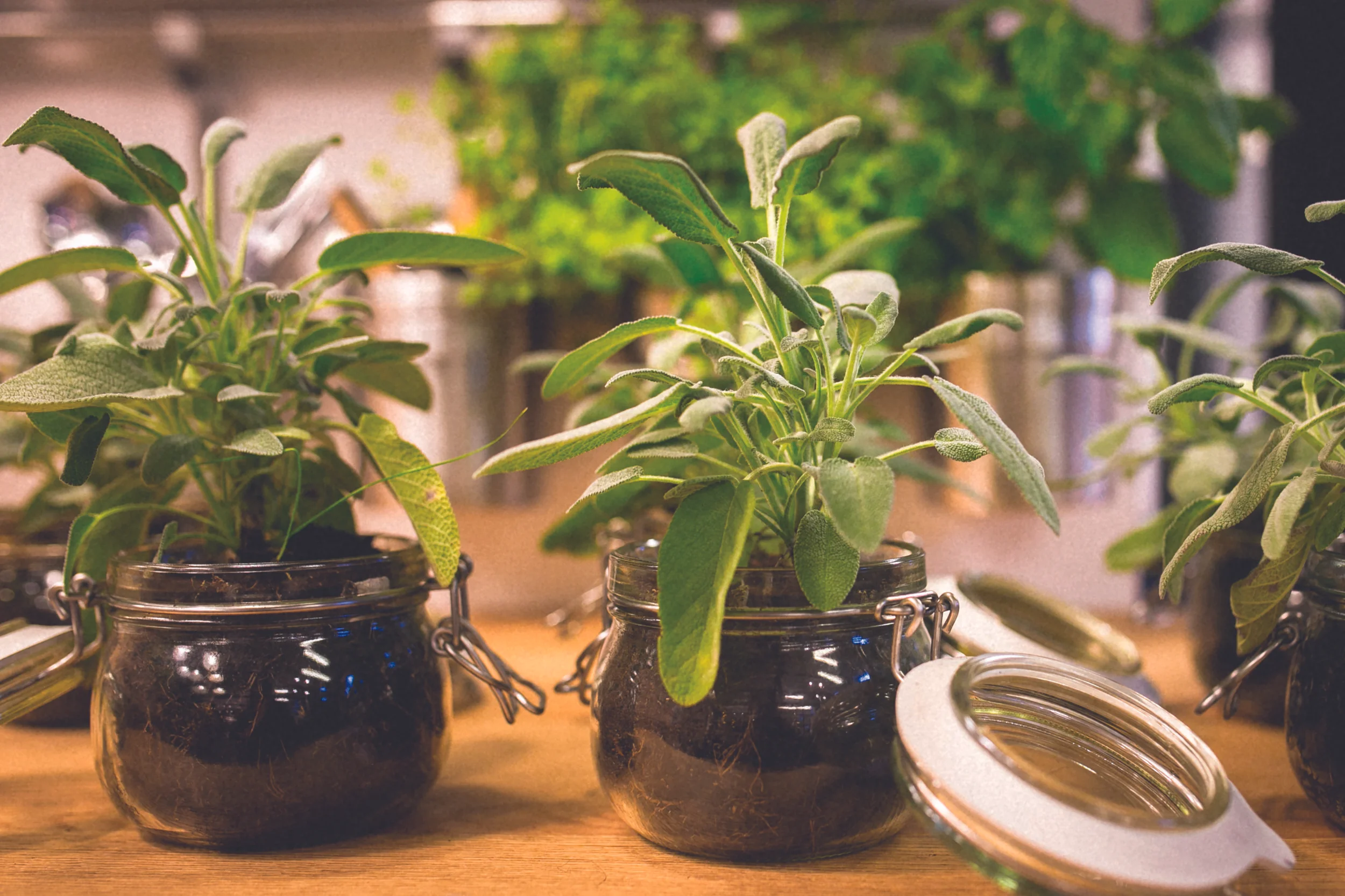 Herb plants in jars .jpg
