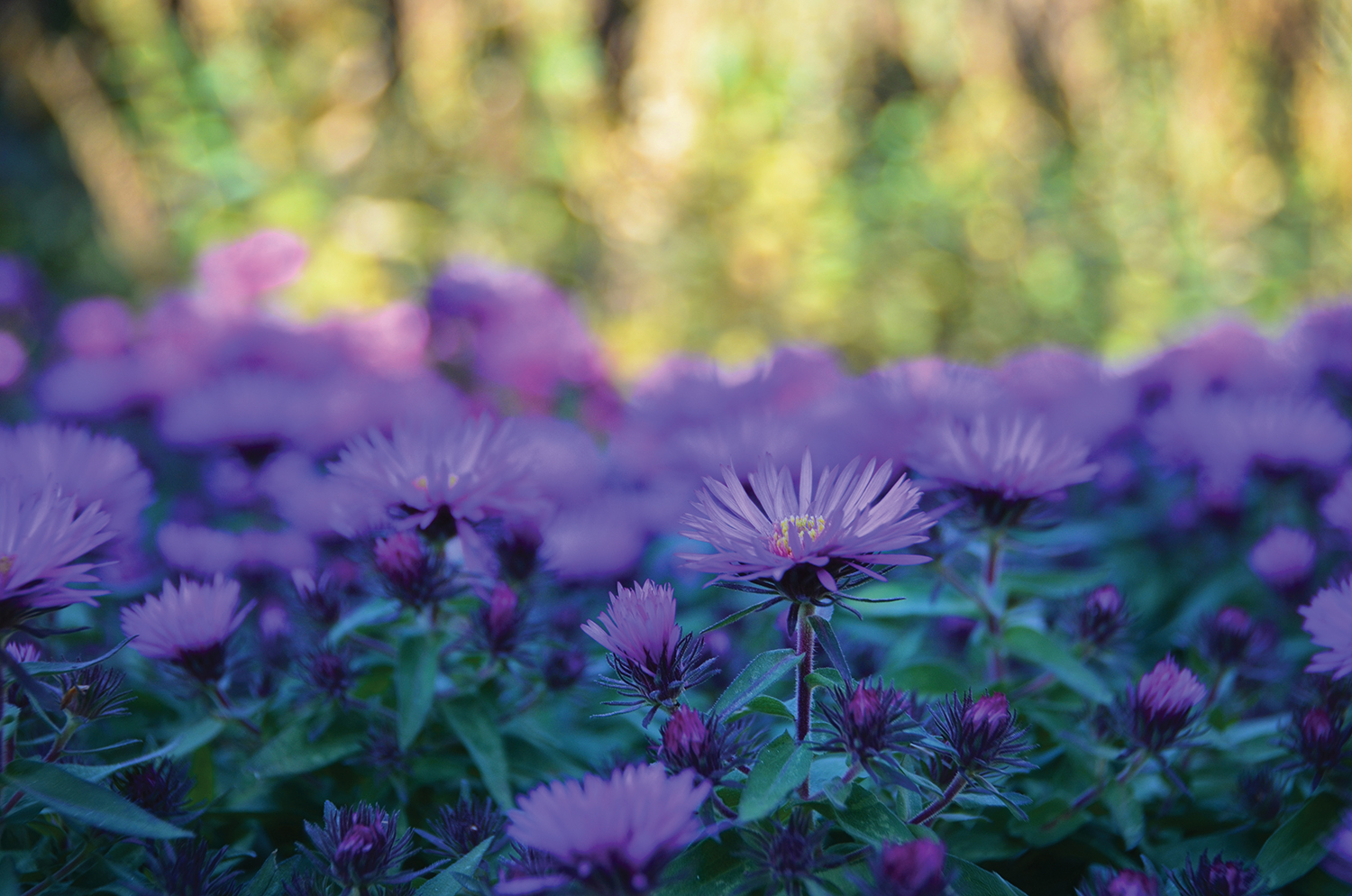 Vibrant dome New England Asters. Photo: courtesy of Coastal Maine Botanical Gardens