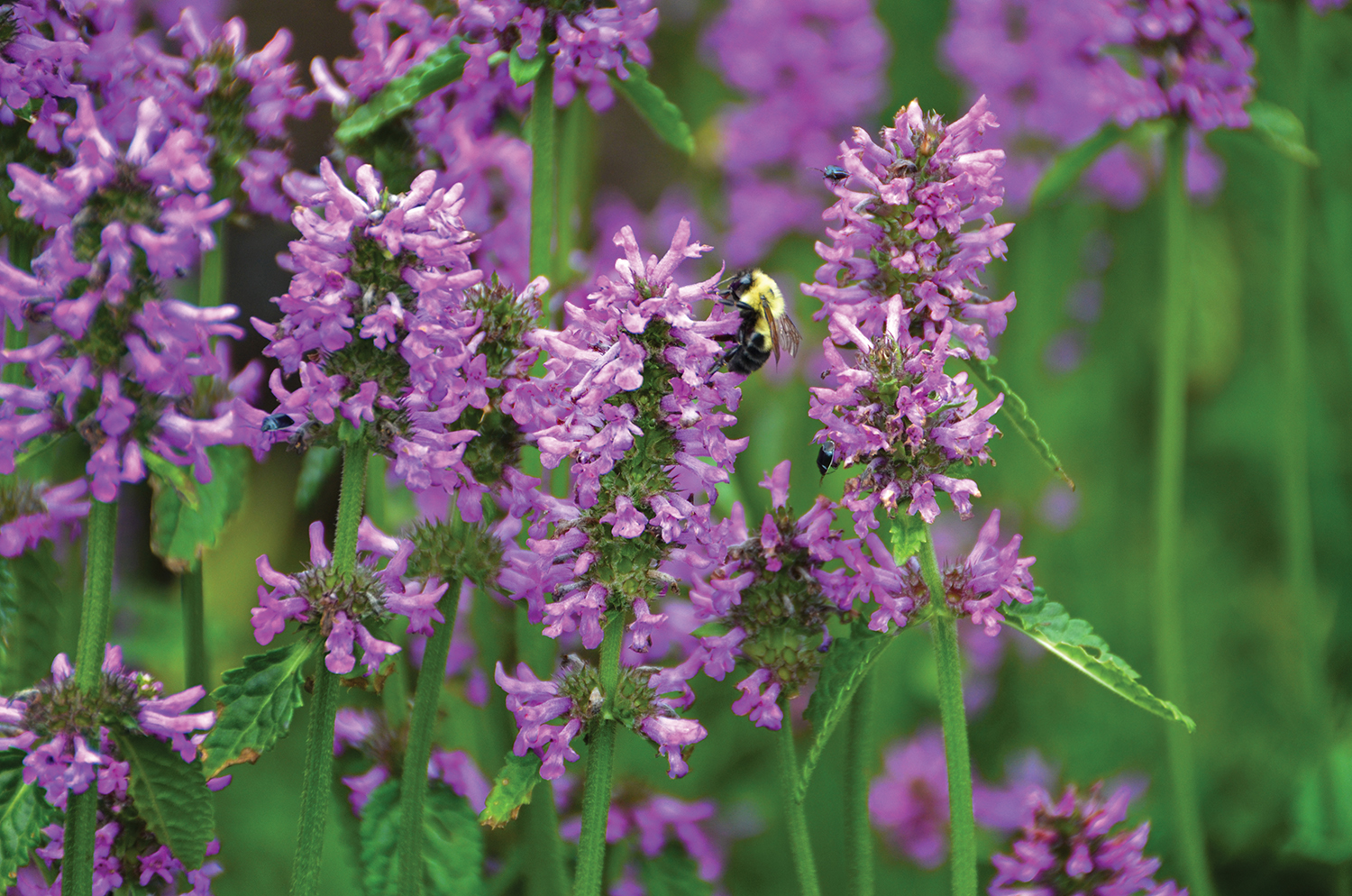 Wood betony. Photo courtesy of the Coastal Maine Botanical Gardens