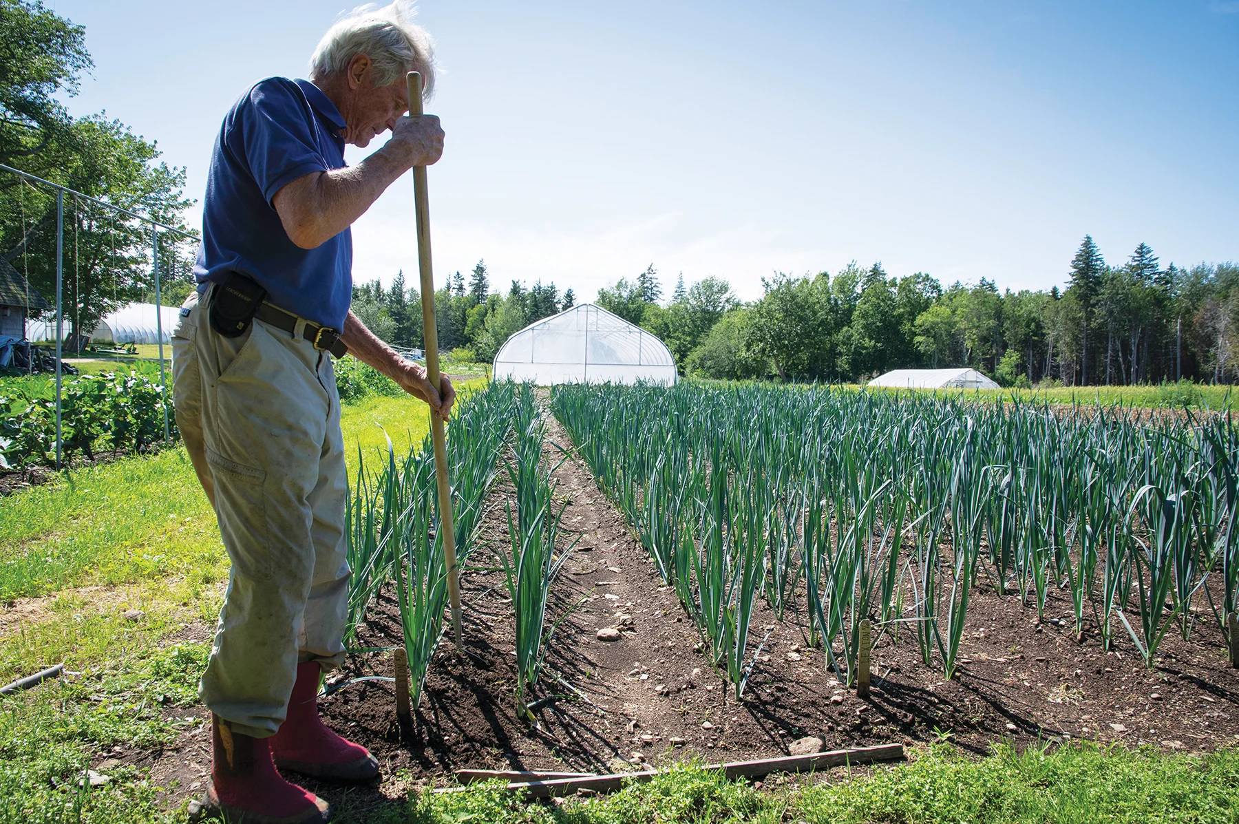 Winter Greens: Simple strategies for extending your growing season