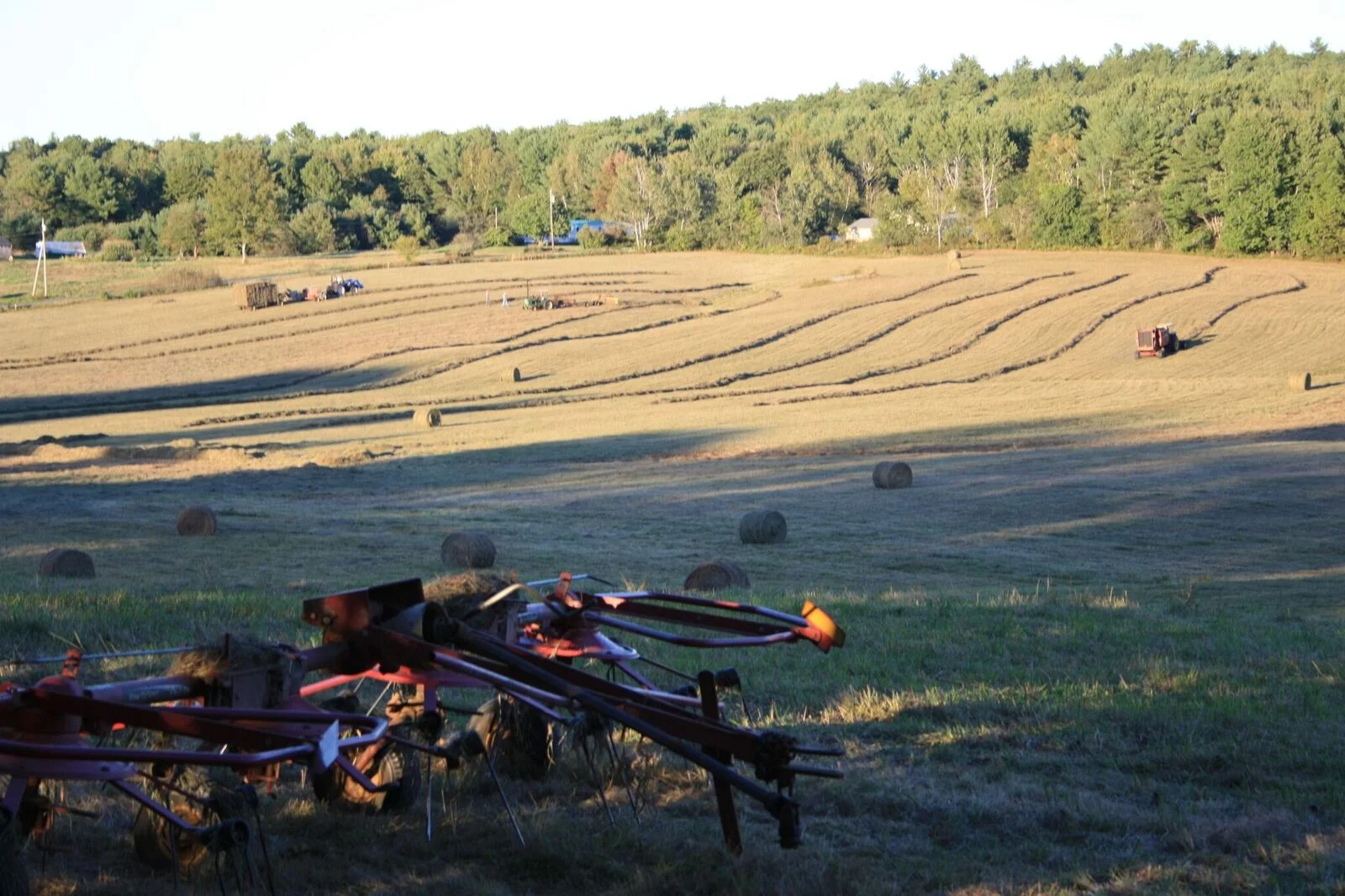A hay field in Woolwich. Hay fields provide the perfect canvas for creating permaculture “food forests.”