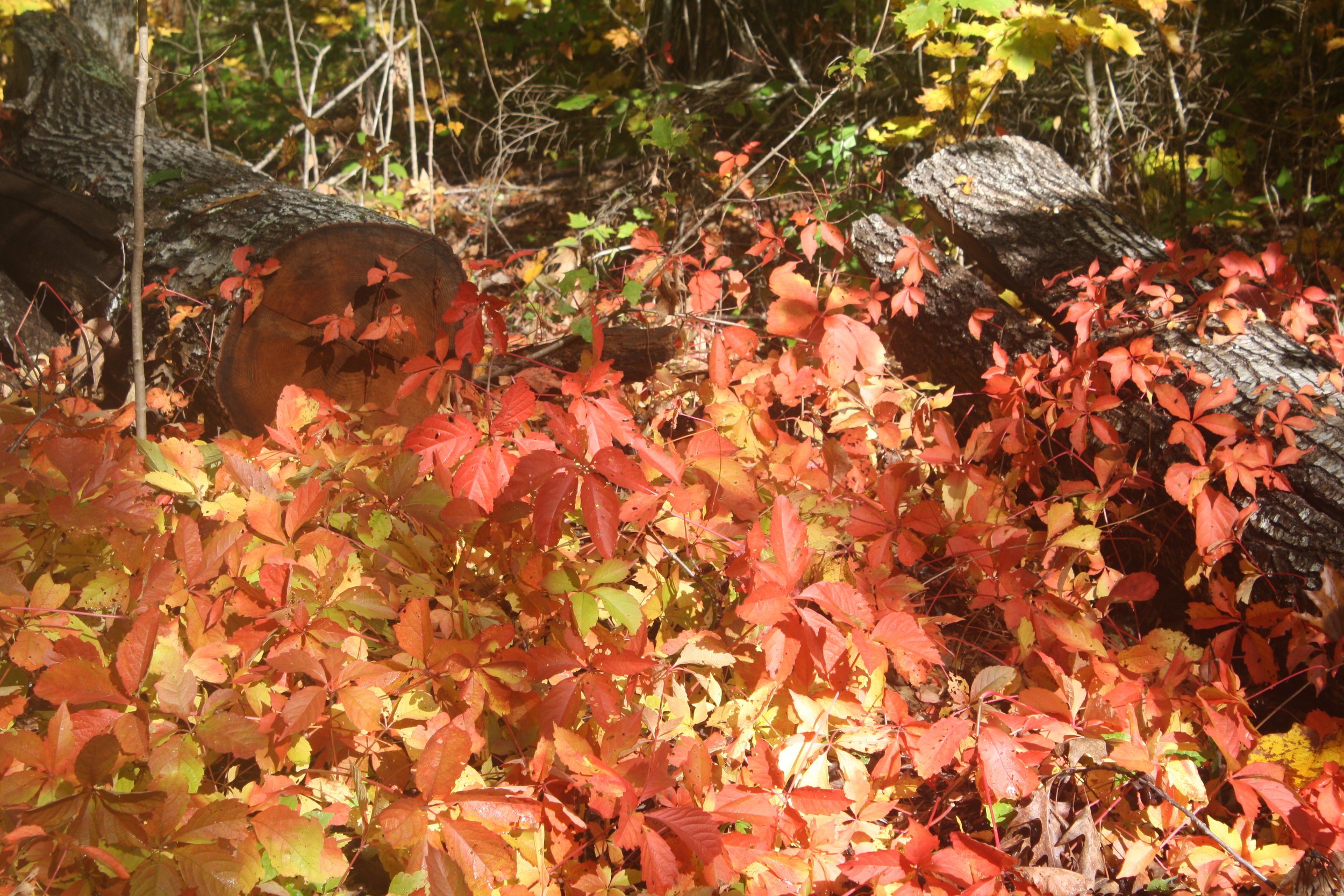 Virginia creeper (Parthenocissus quinquefolia) in its full autumn glory.