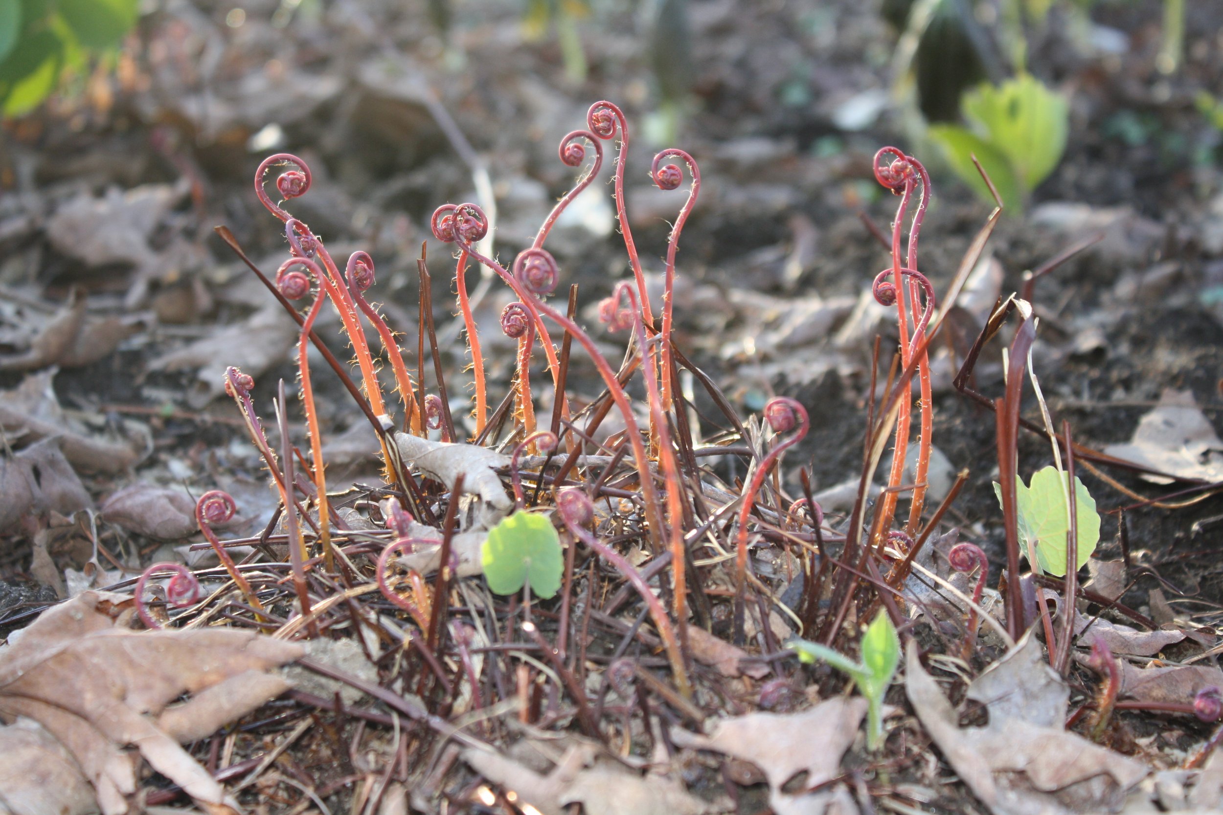 Unfolding fiddleheads of newly sprouted Maidenhair fern (Adiantum pedatum).