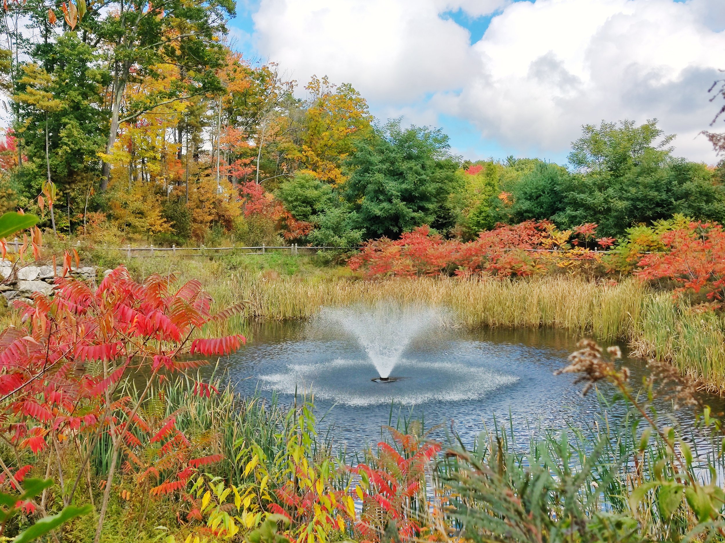 This pond at OceanView at Falmouth is the largest area in the community's Naturalization Plan.