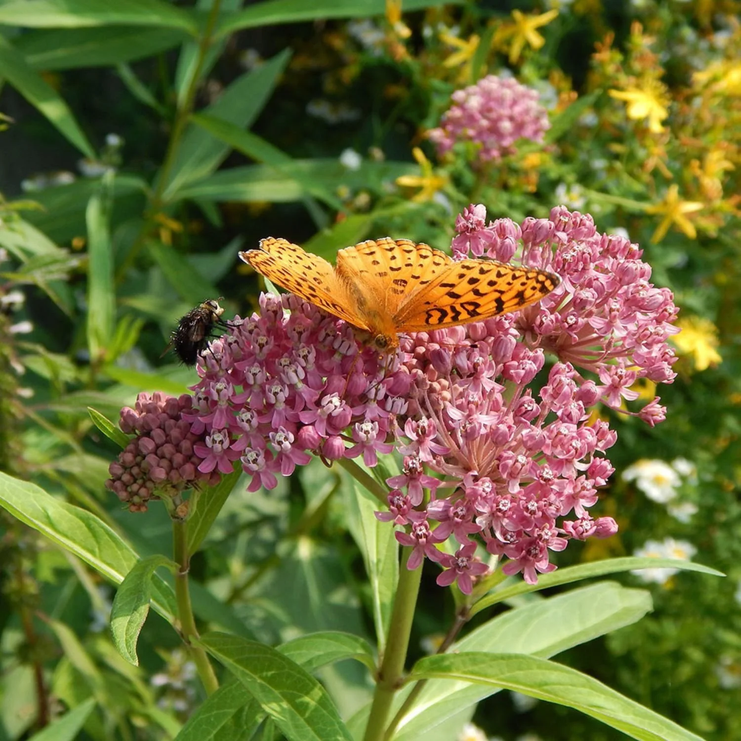 Wild Seed Project's Fall Native Plant Sale