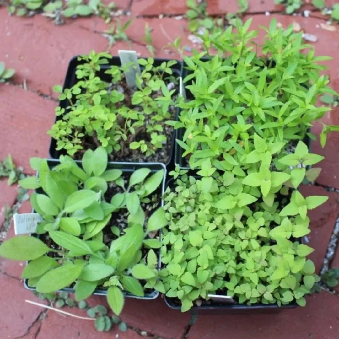 Wild Seed Sowing at the Native Seed Center with Wild Seed Project