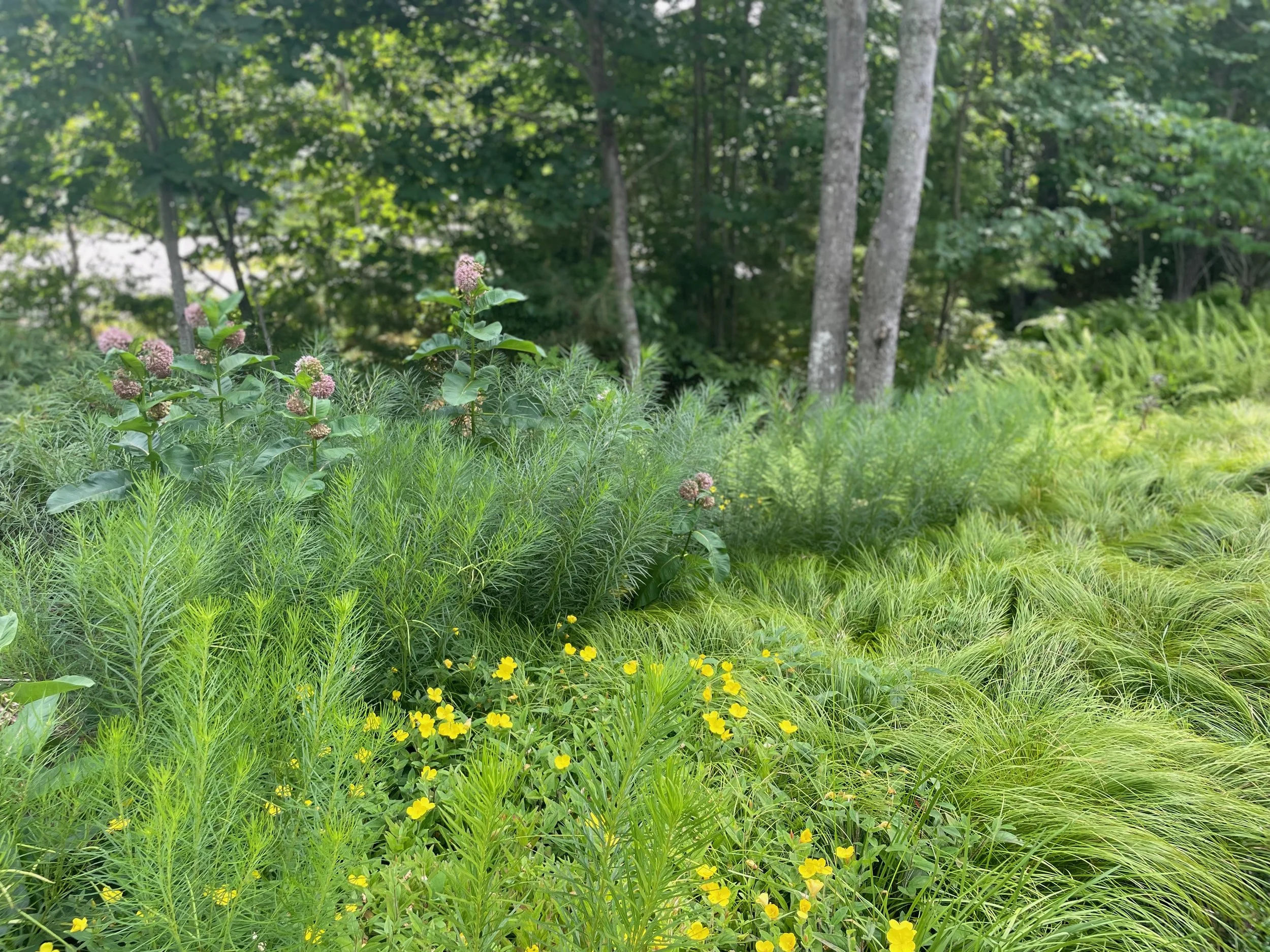 Larkspur Design - photo 6.jpeg