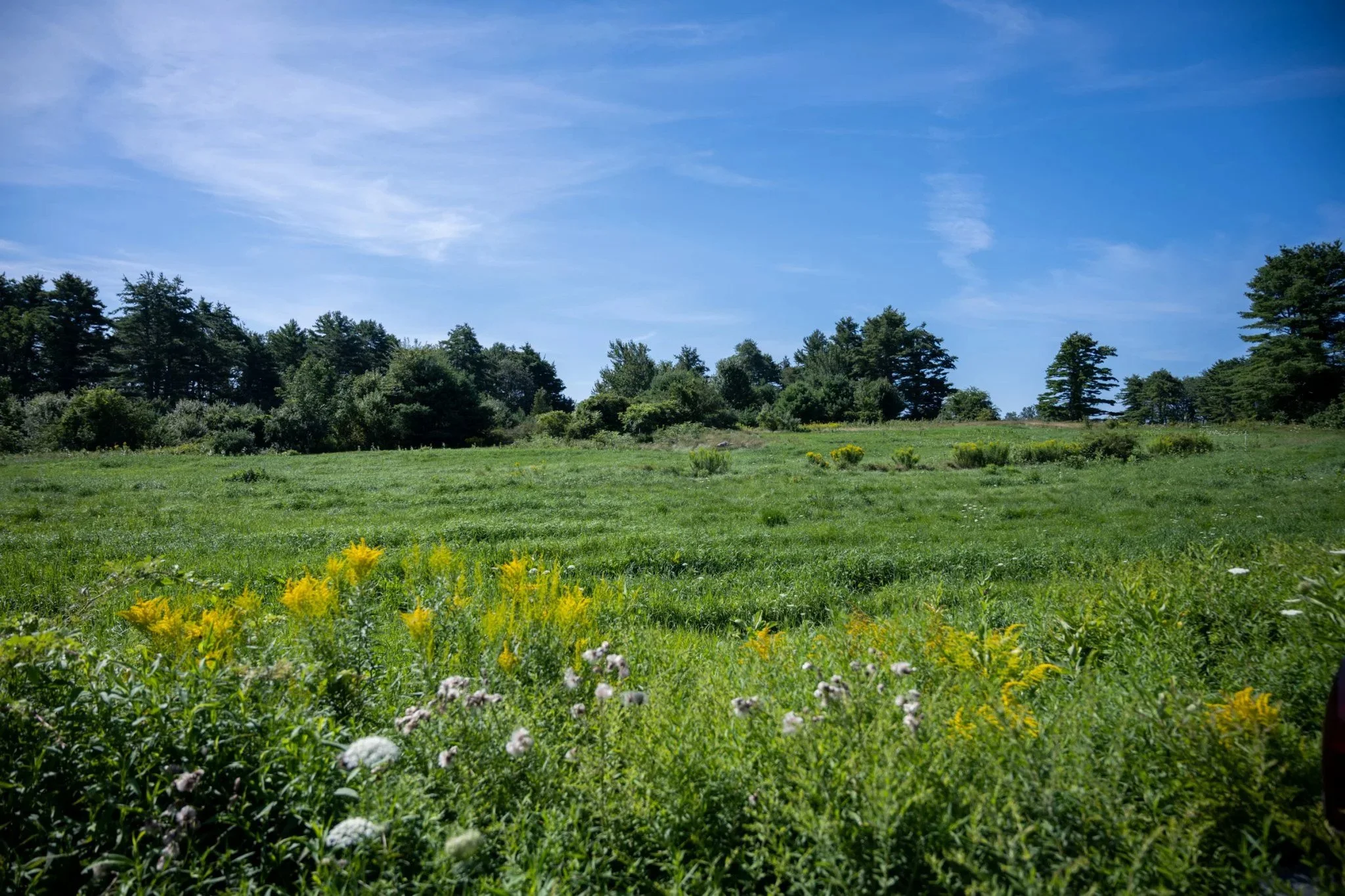 Spring Native Plant Walk at Crystal Spring Farm