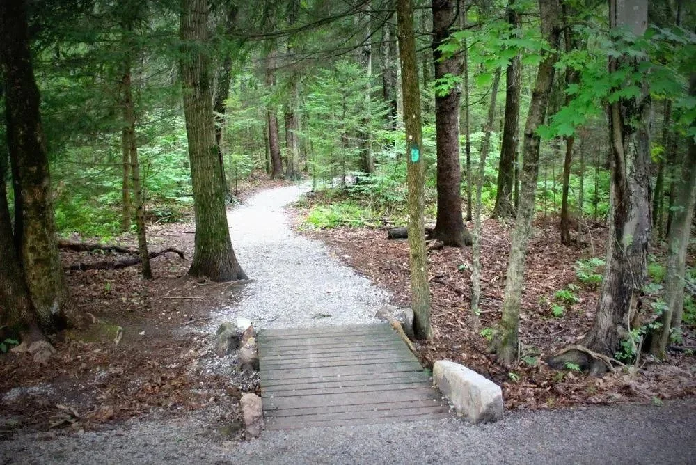 Spring Native Plant Walk at Evergreen Cemetery