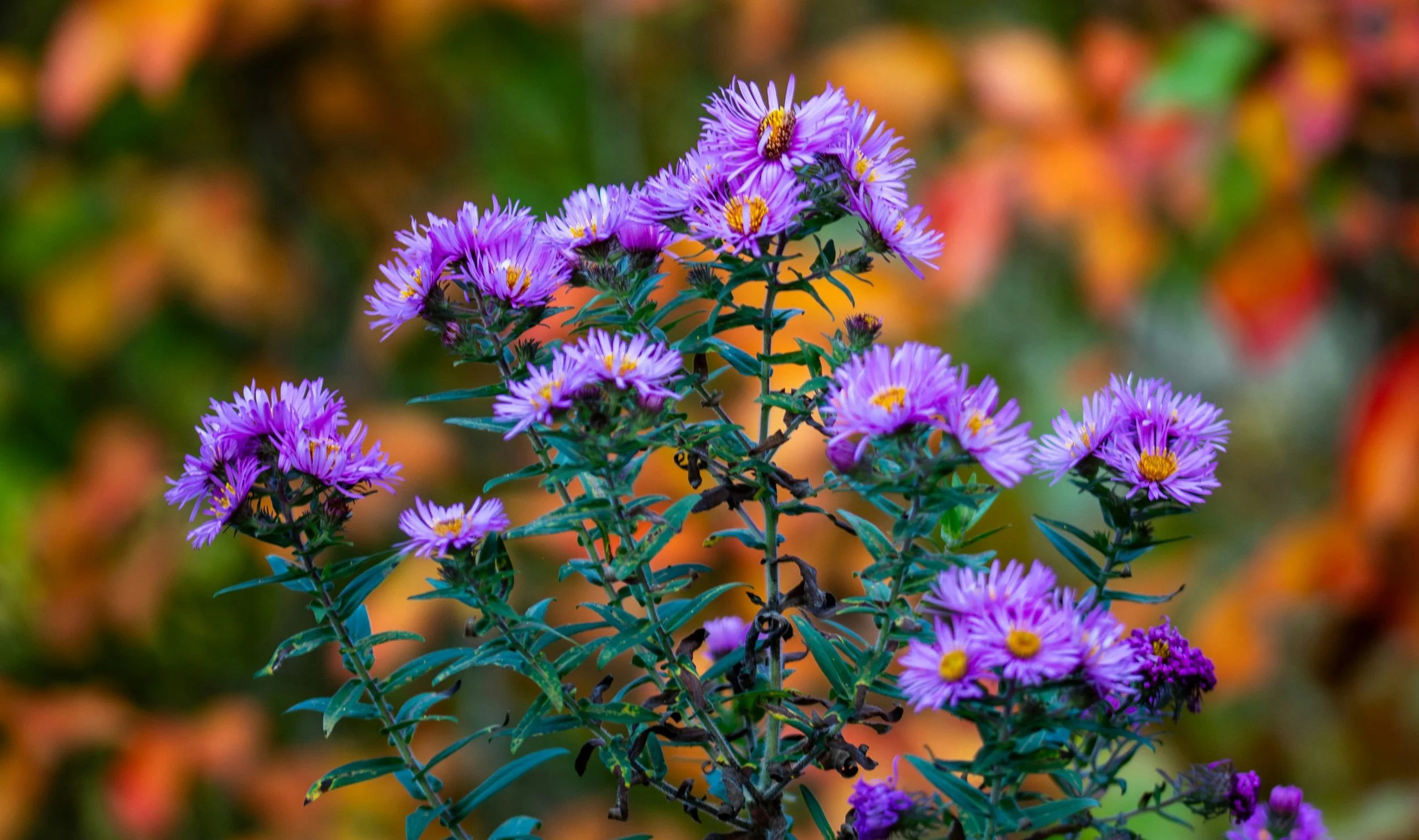 Out with the old, in with the new: fall gardening guide