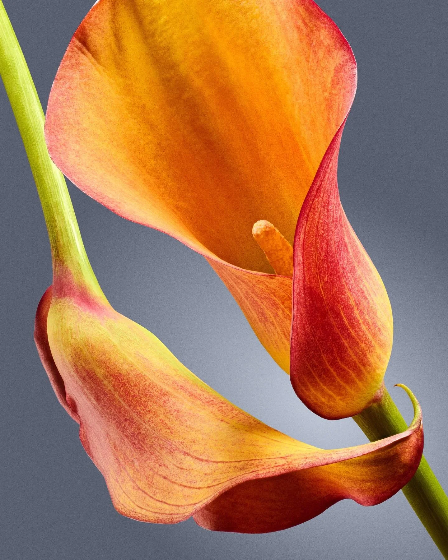 Calla Lily

#stilllife #stilllifephotography  #floralphotography #floral #lily #stilllifephotographer