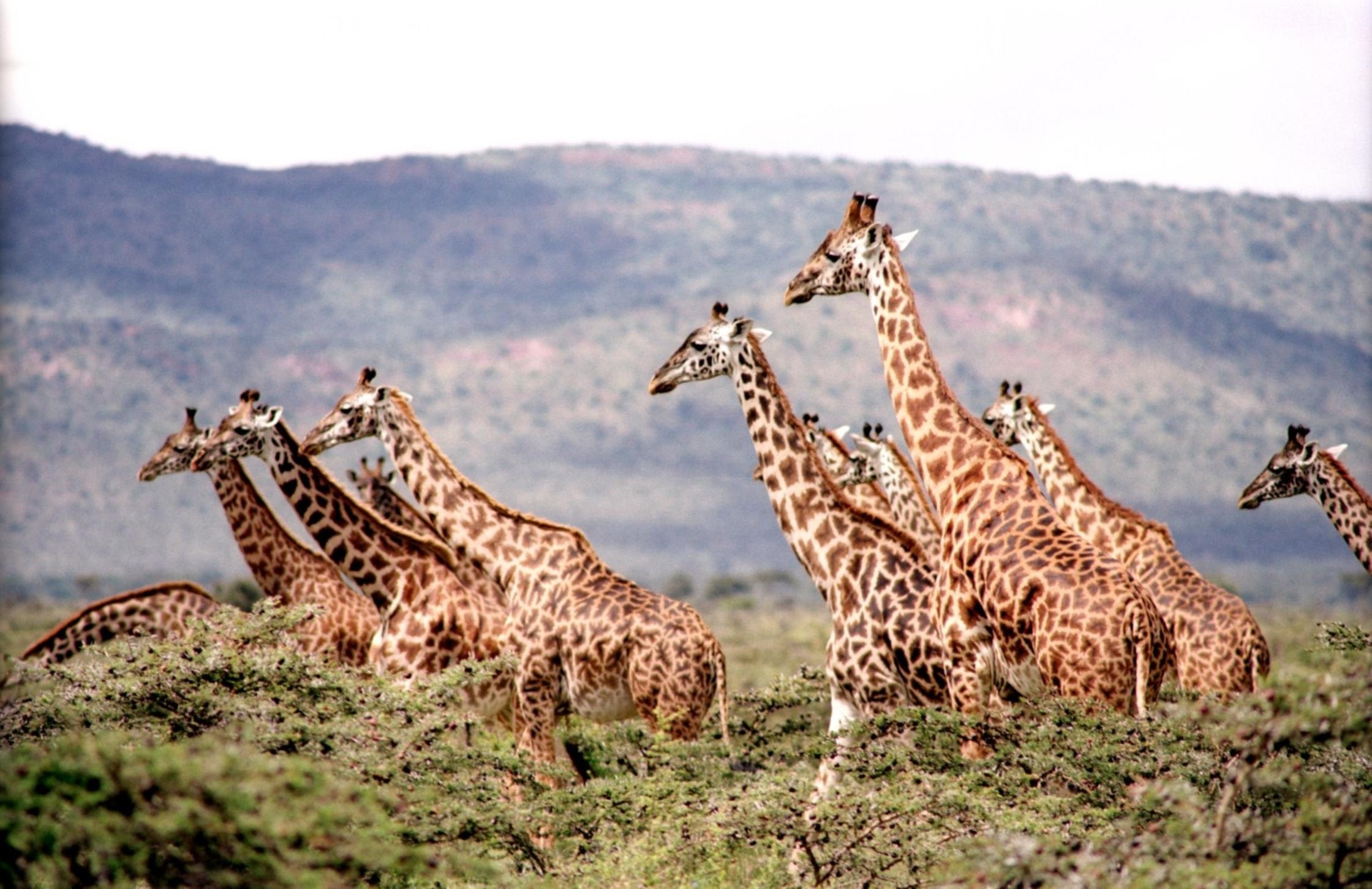 animals-giraffes-wildlife-38534.jpg