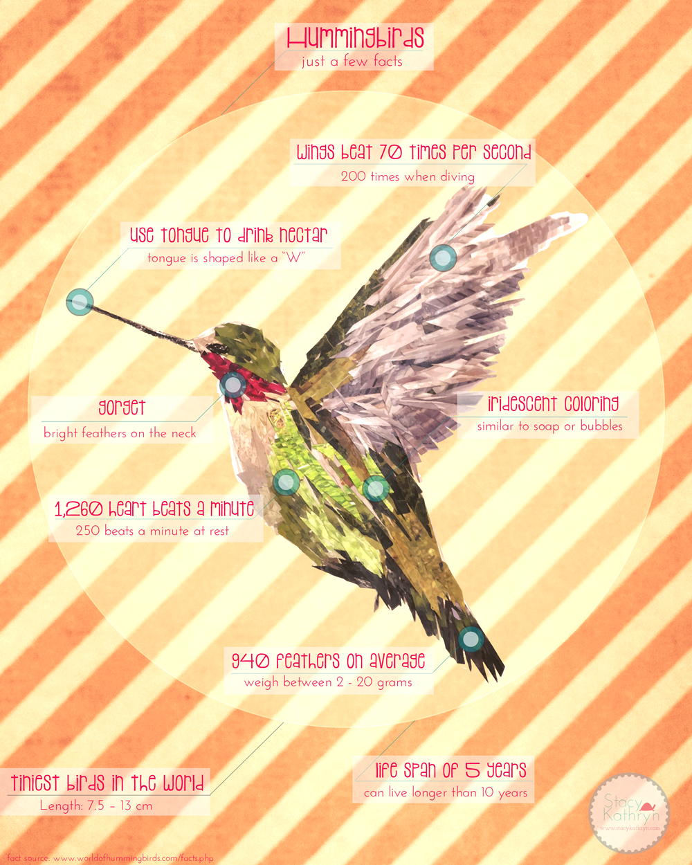 Hummingbird Facts