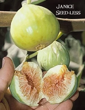 简妮（Janice Seedless）.jpg
