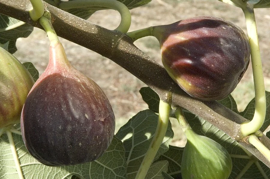 texas-blue-giant fig.jpg