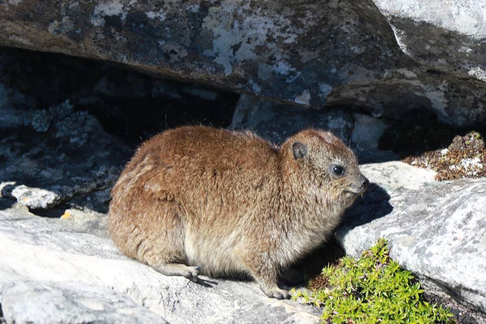  The resident Dassies …. living in the Penthouse. 