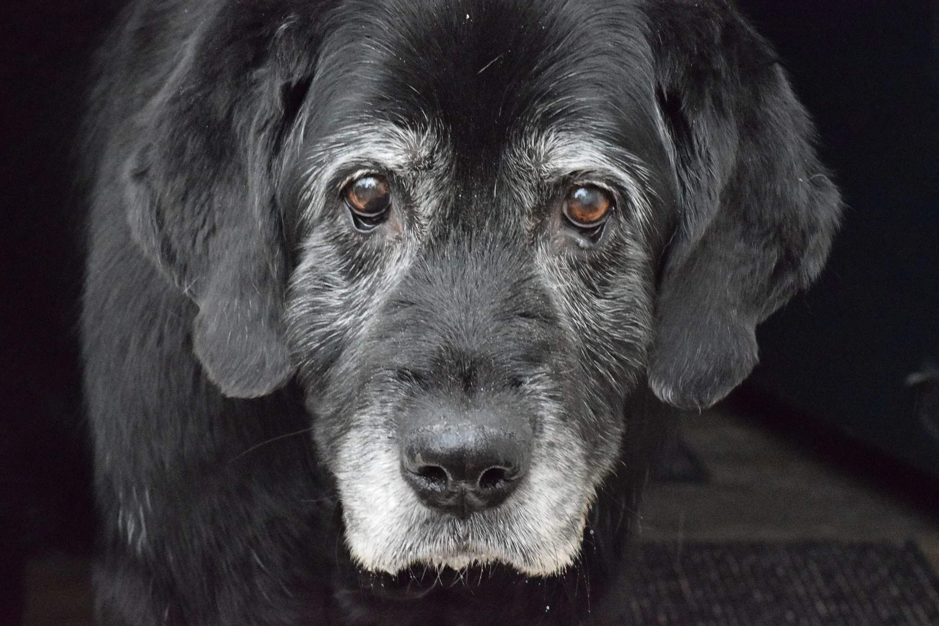 dog-2417805_1920.jpg
