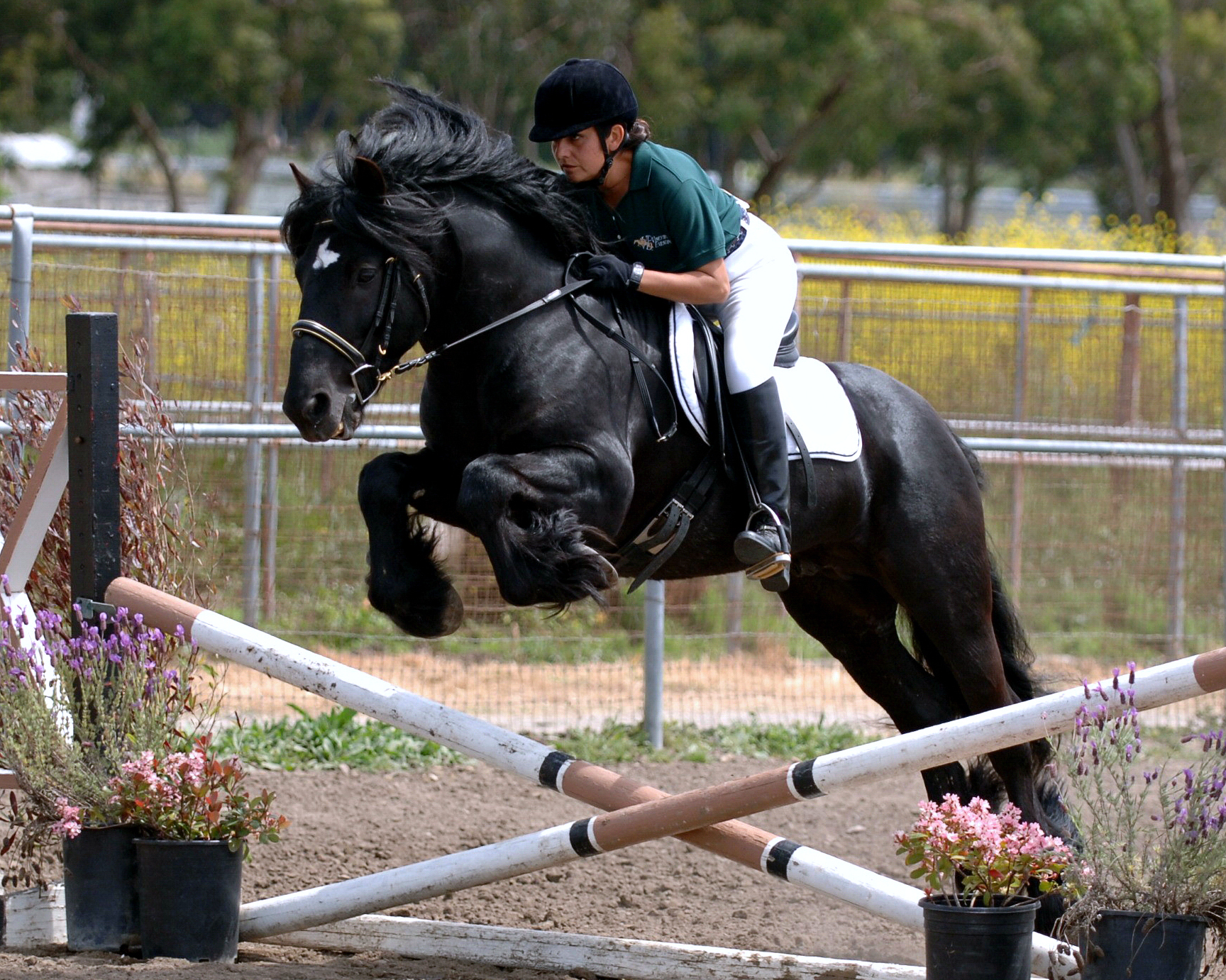 Colliery Alick at his first show, in 2005 – 35 days under saddle!