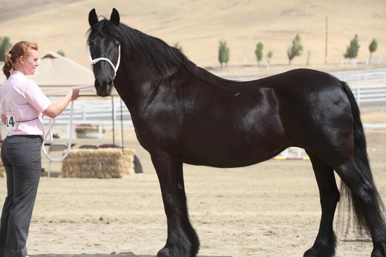 Beuaty With Alana WPCAC DH Show Augsut 2012.JPG